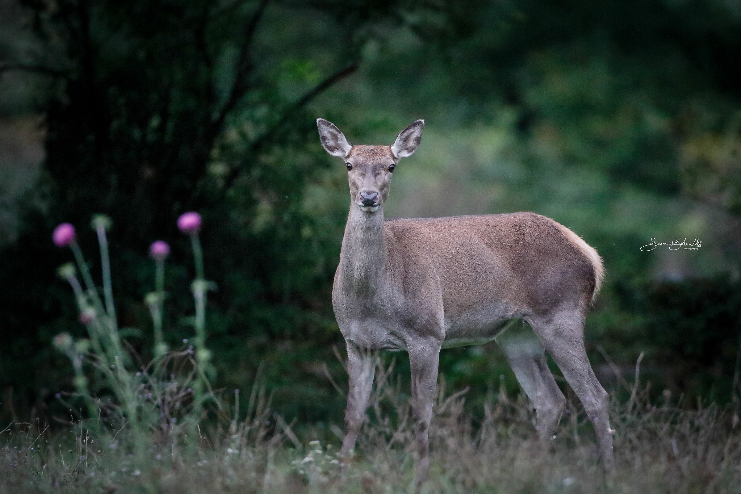 Sweet looks (Cervus elaphus, Linnaeus, 1758)