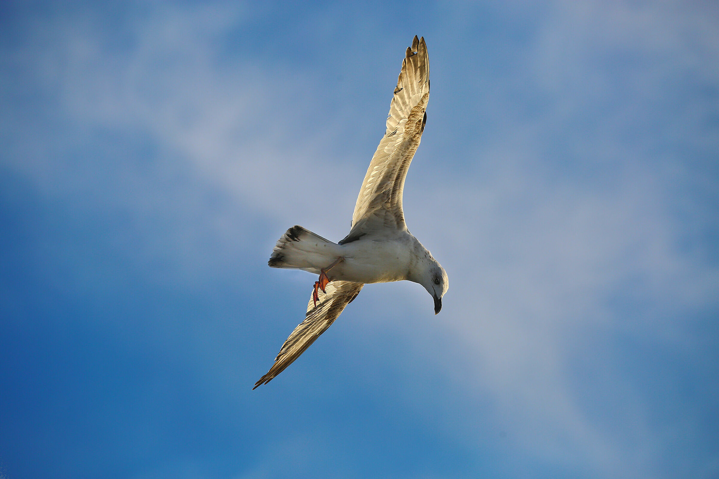 Ischia seagull