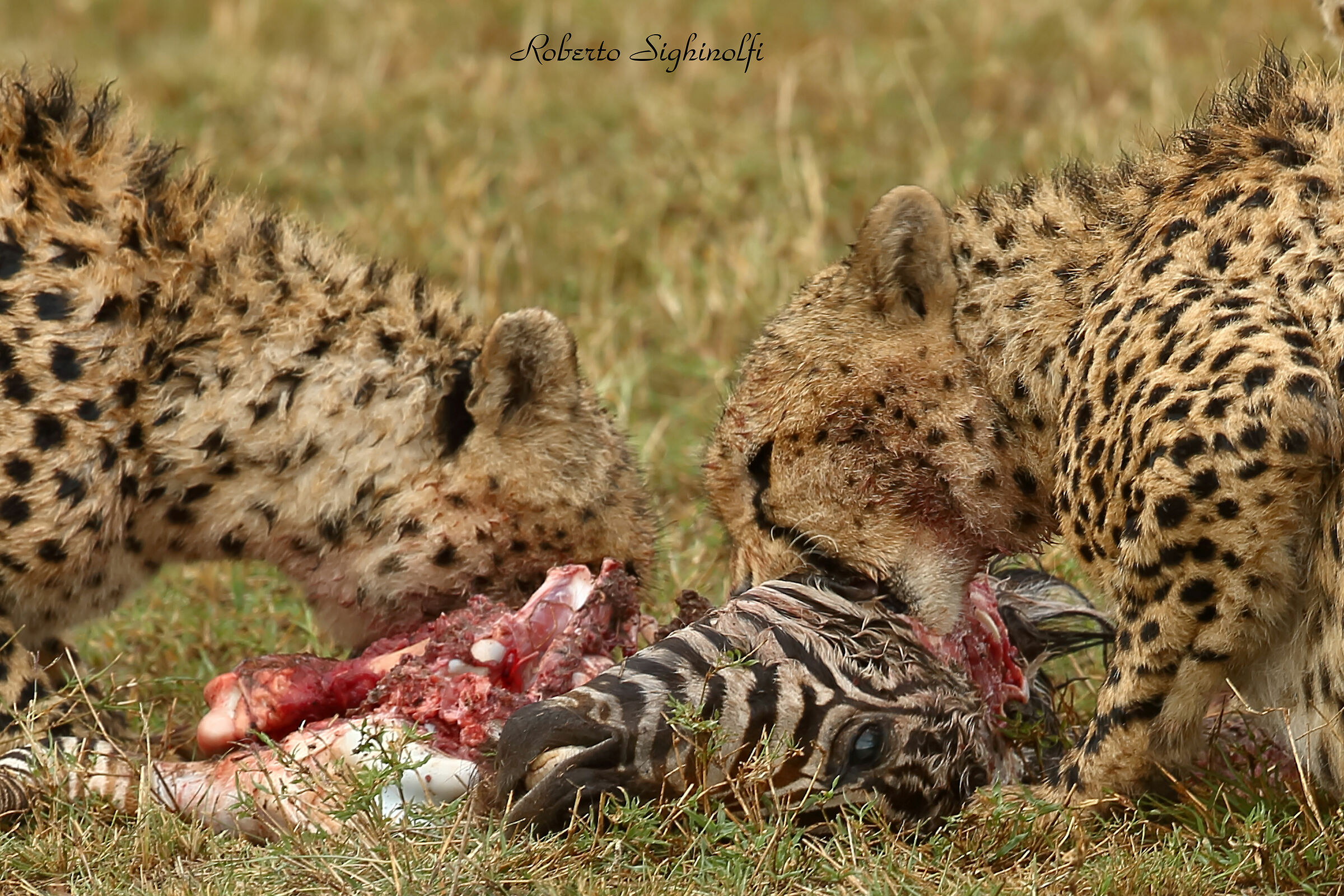 Cheetahs with prey