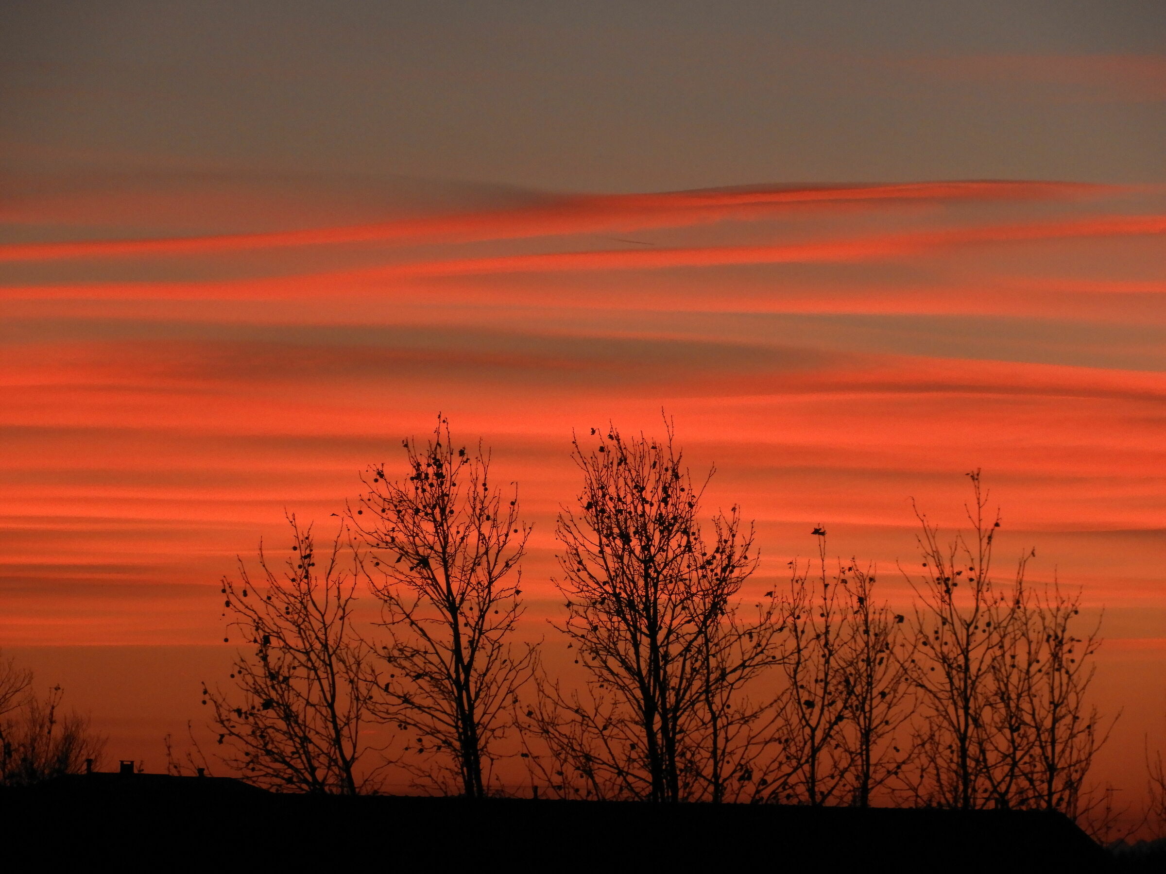 Alberi tramonto invernale