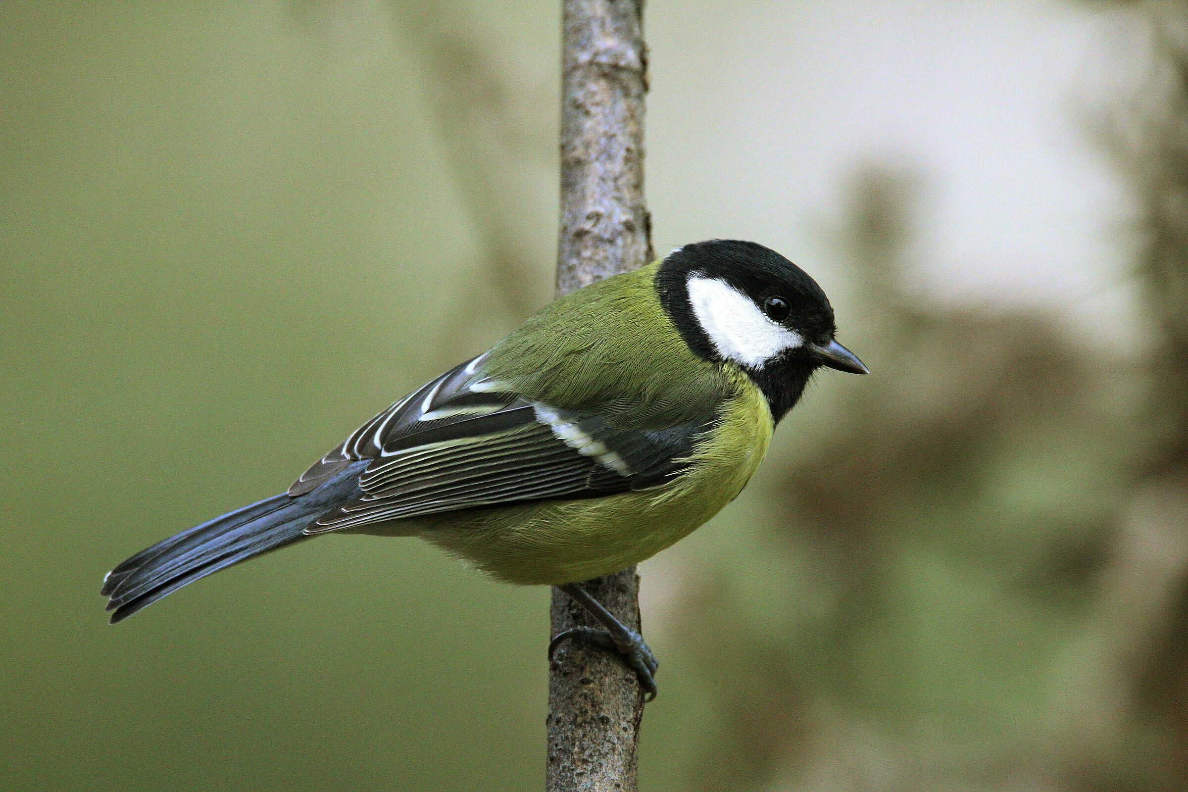 cinciallegra ottobre 2019