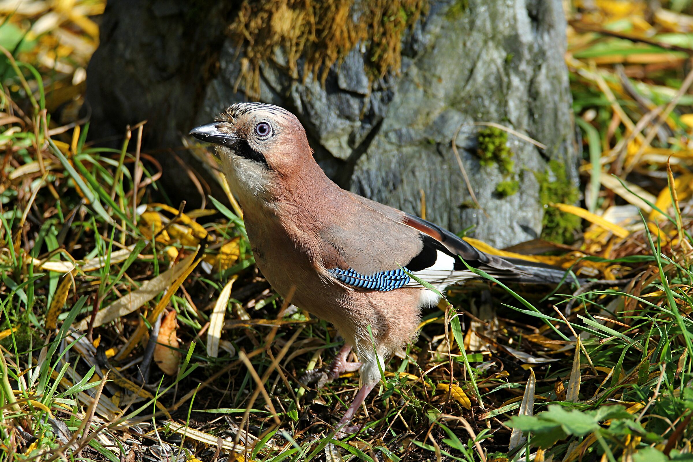 ghiandaia ottobre 2019