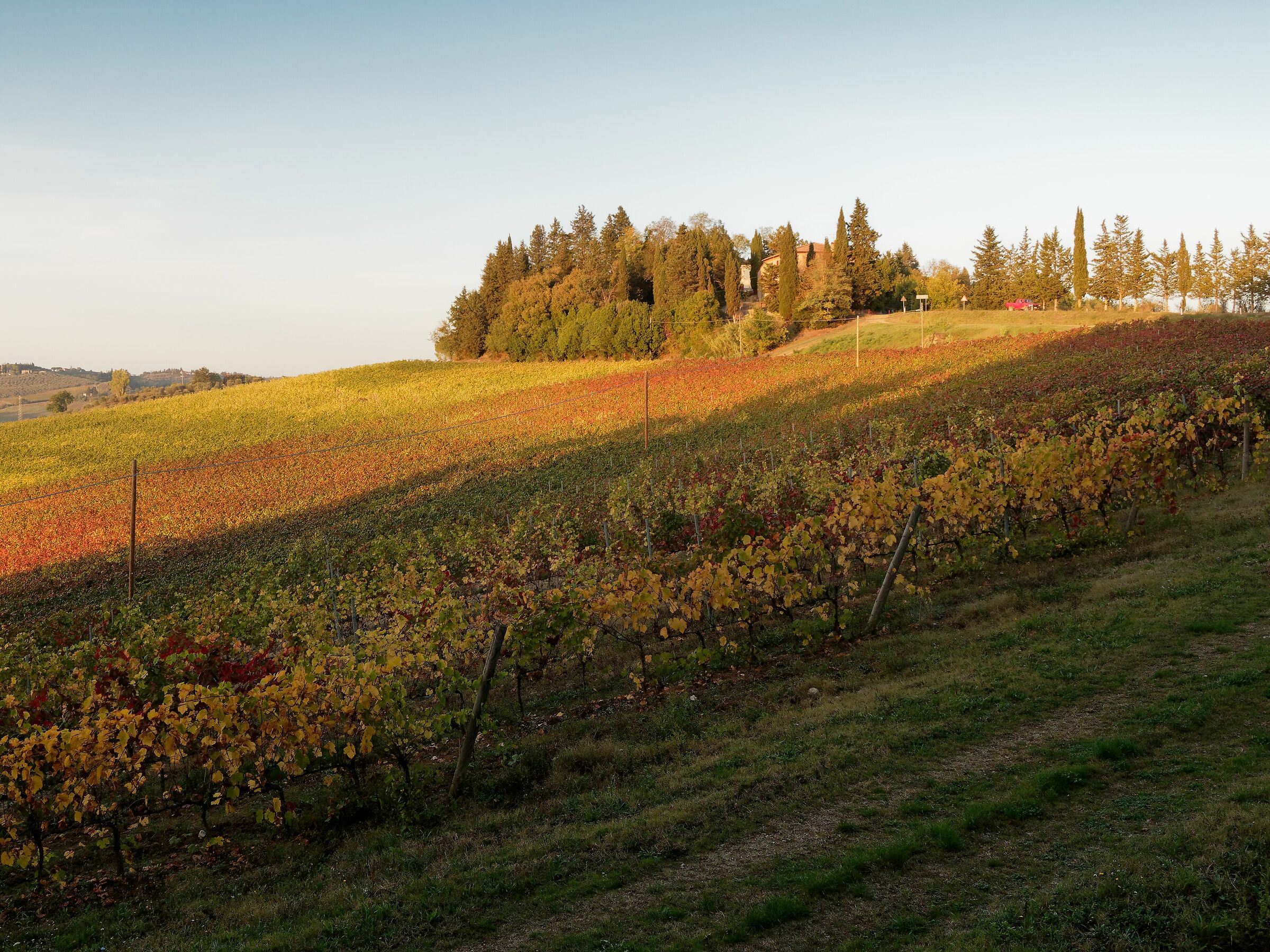 Vigneto d'autunno