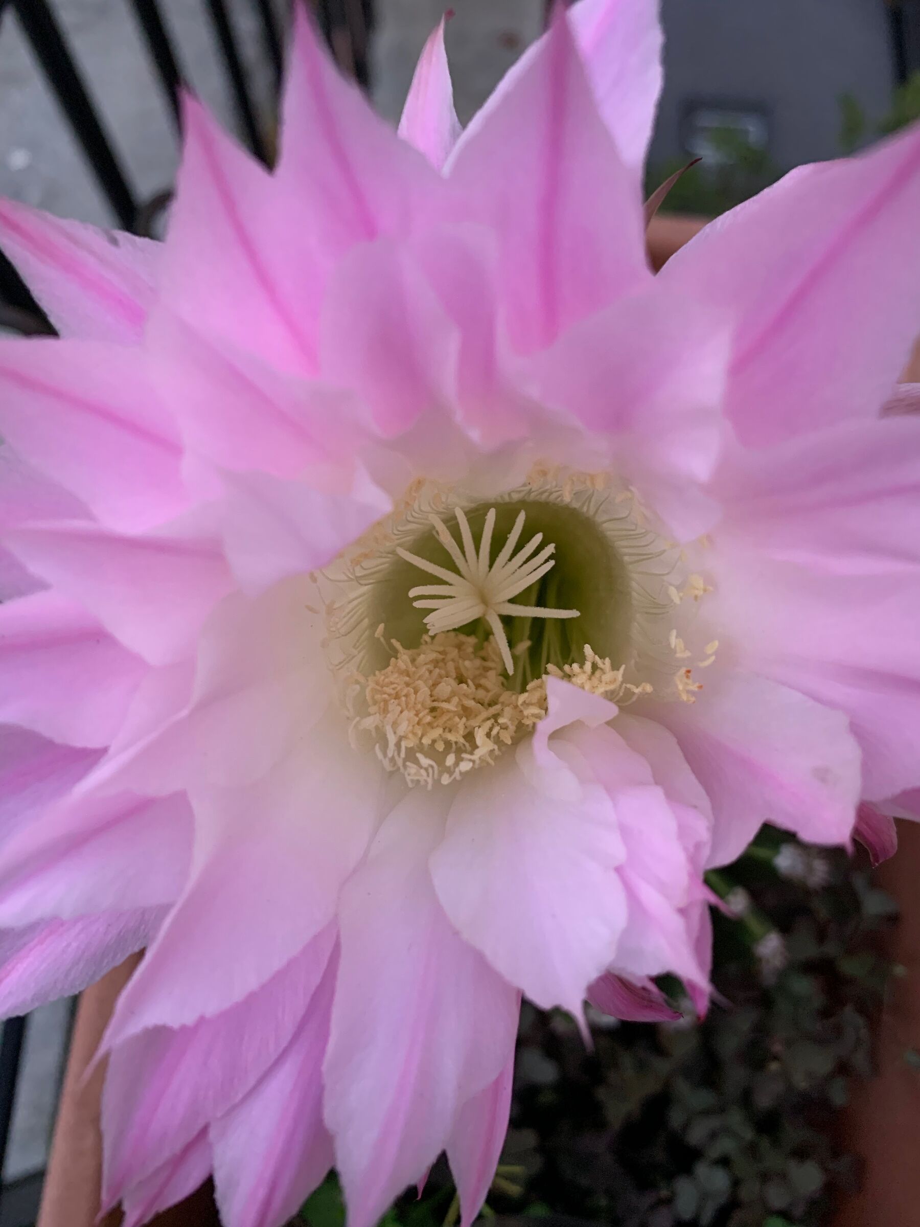 Fiore del cactus
