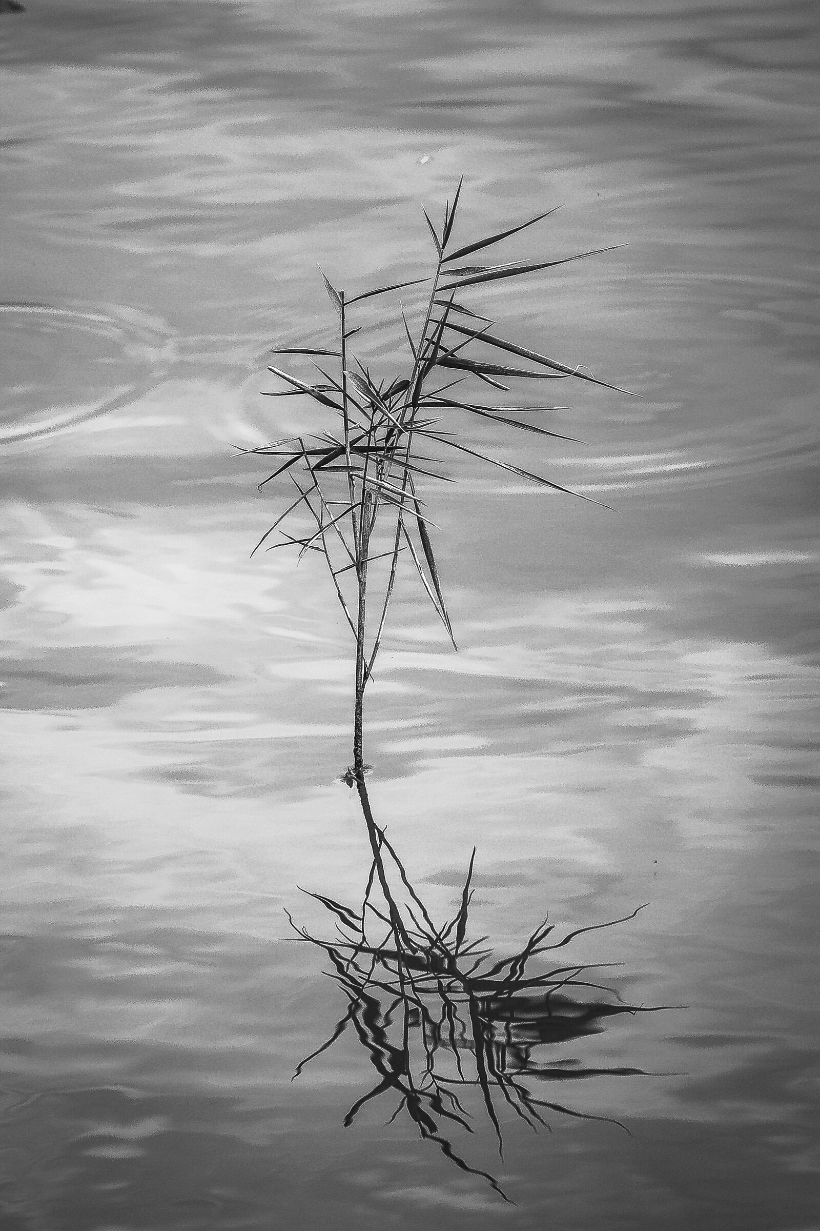 loneliness of a plant