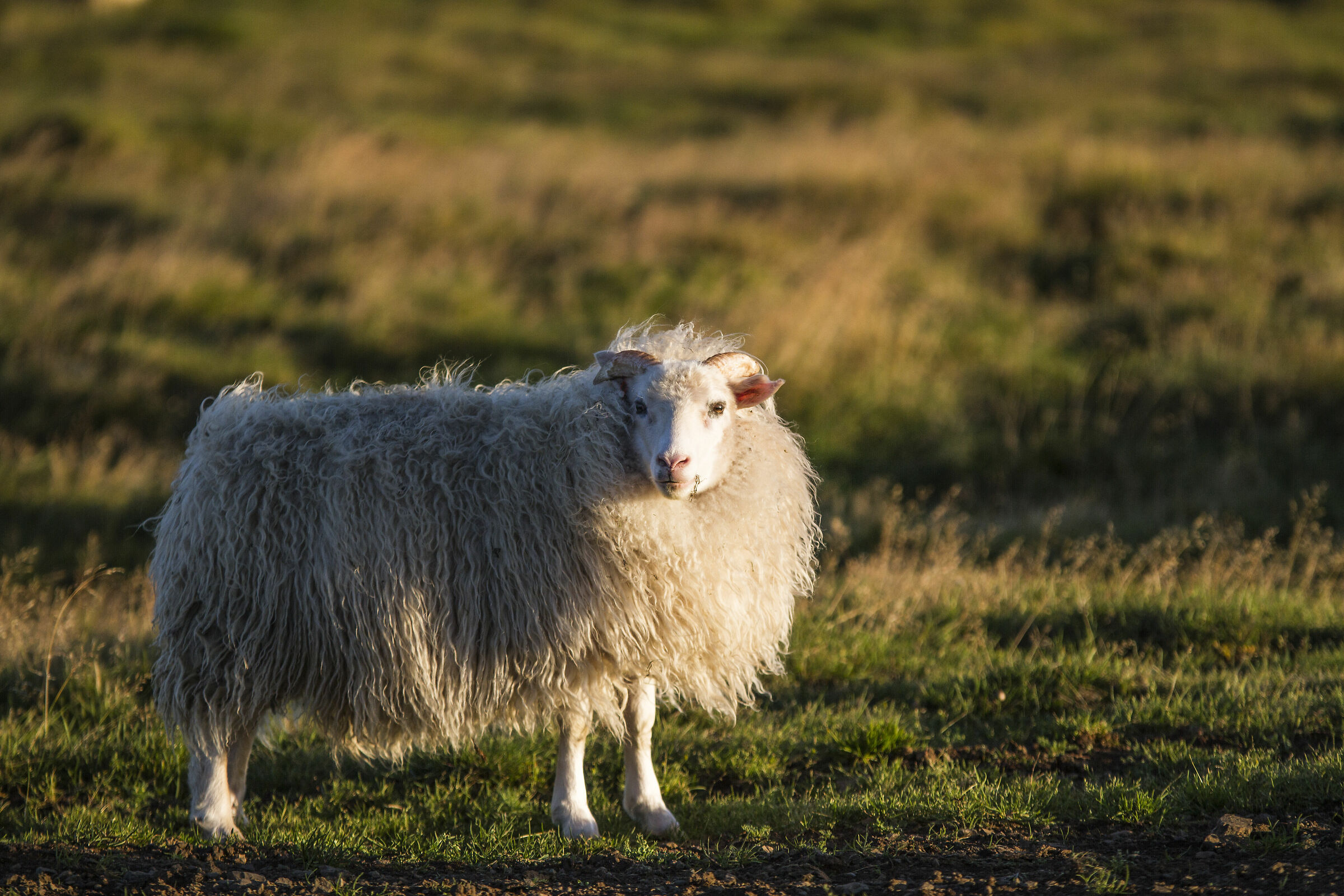 Sheep Iceland