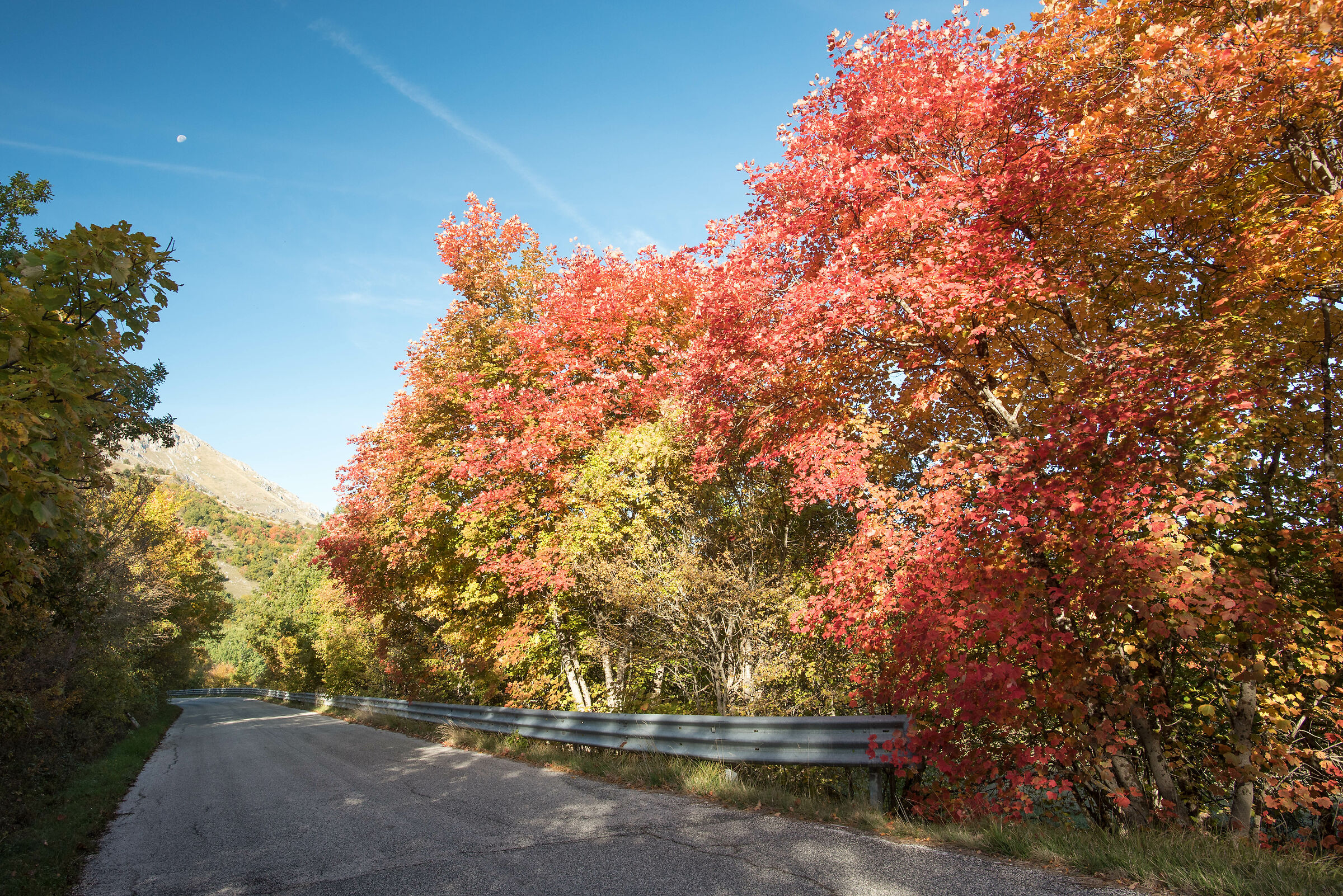 Foliage to Terranera