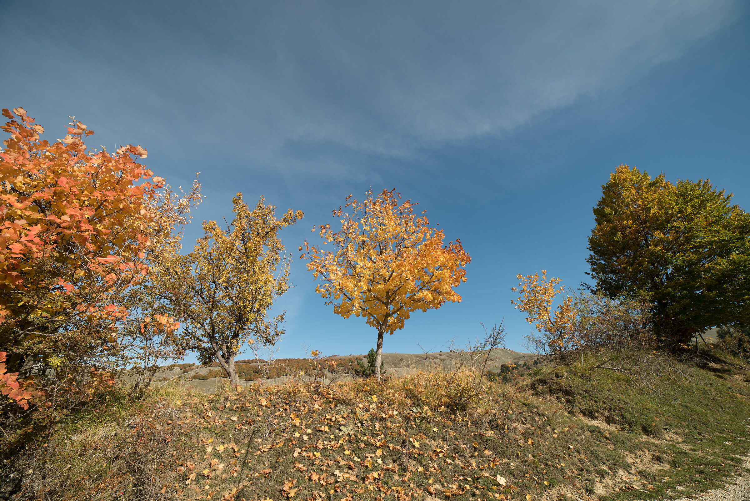 Foliage in Ovindoli 1