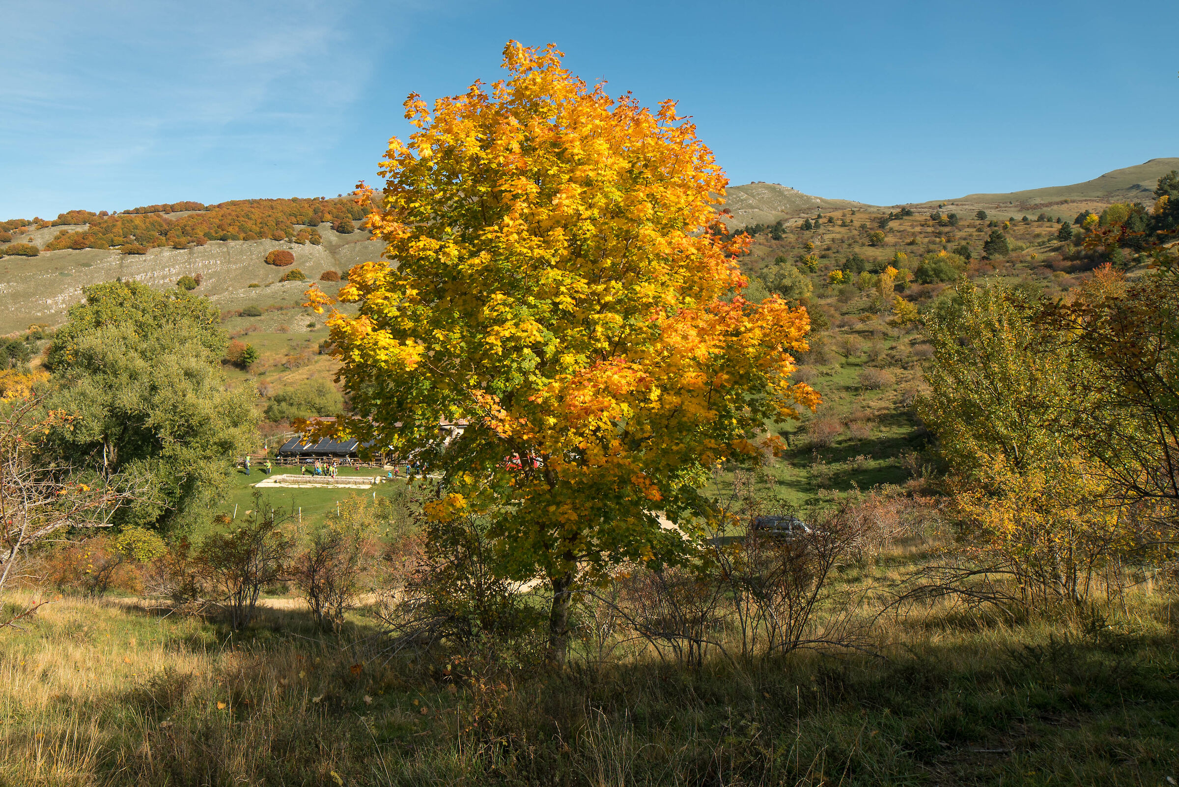 Foliage in Ovindoli 2