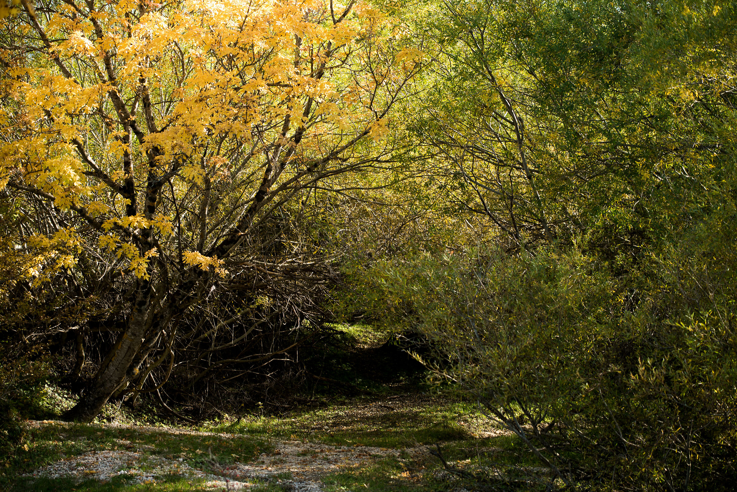 Foliage in Ovindoli 3