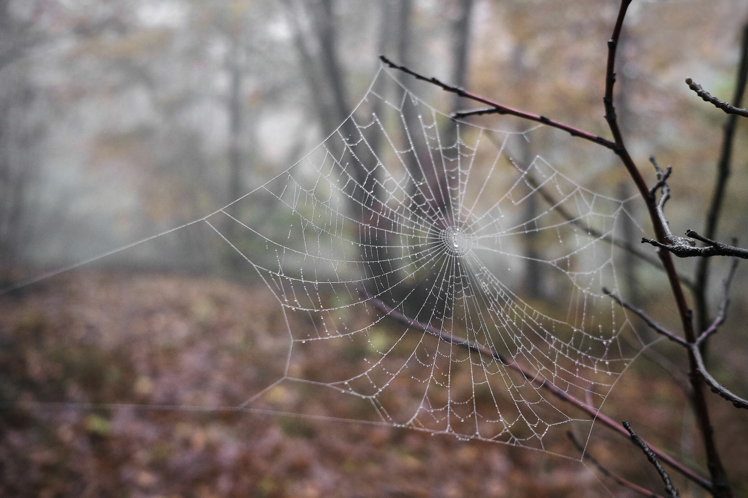 Spiderweb