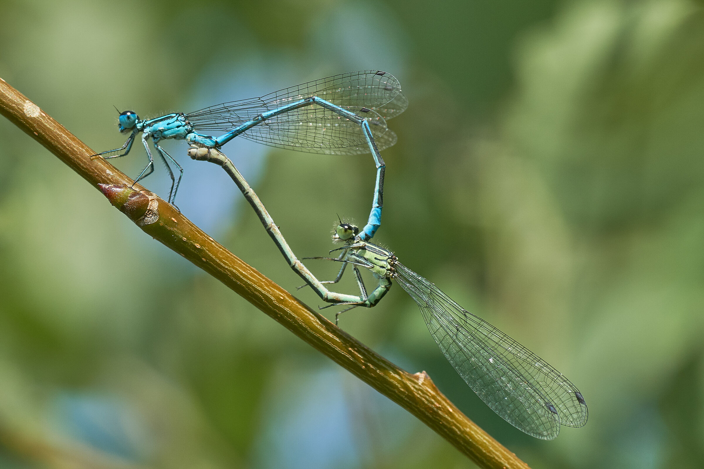 Coenagrion puella