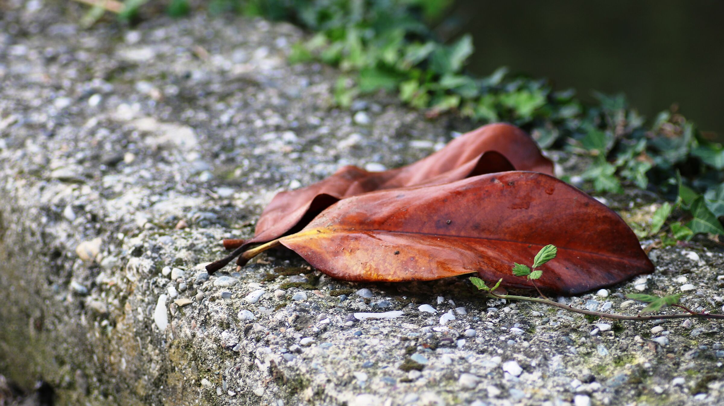 fallen leaves