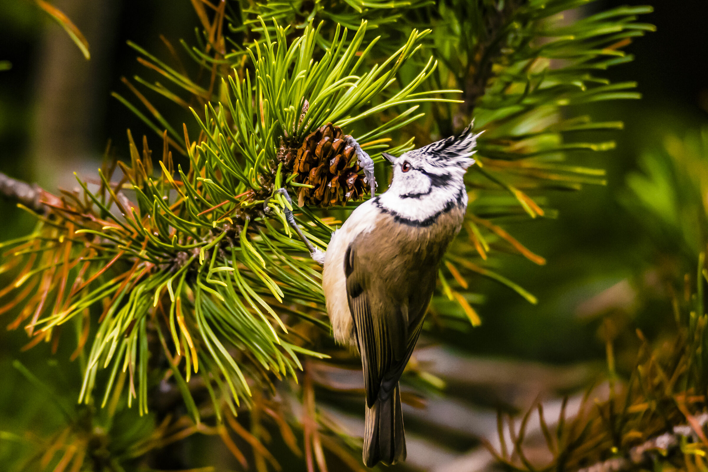 Tuft edchire on mugo