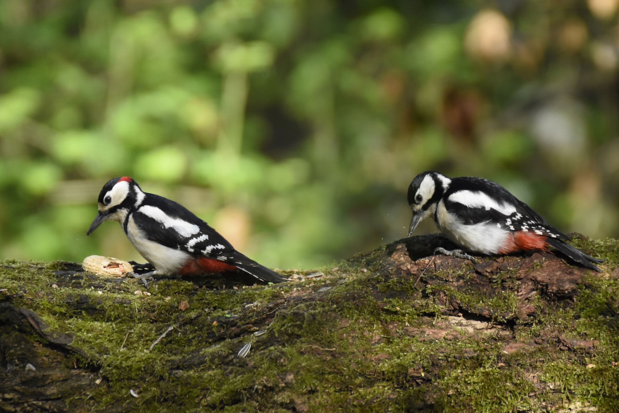 pair of red woodpecker