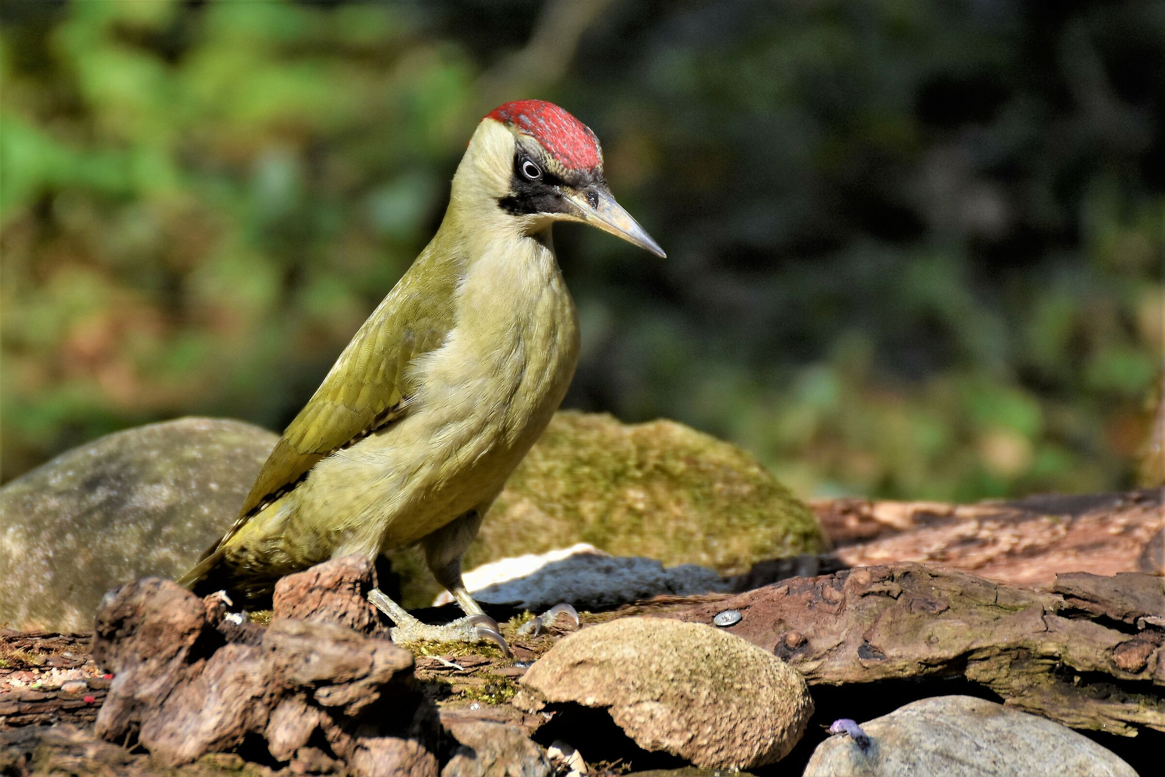 female green woodpecker