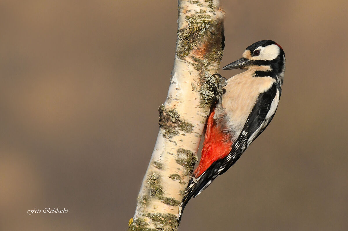 Major red woodpecker....