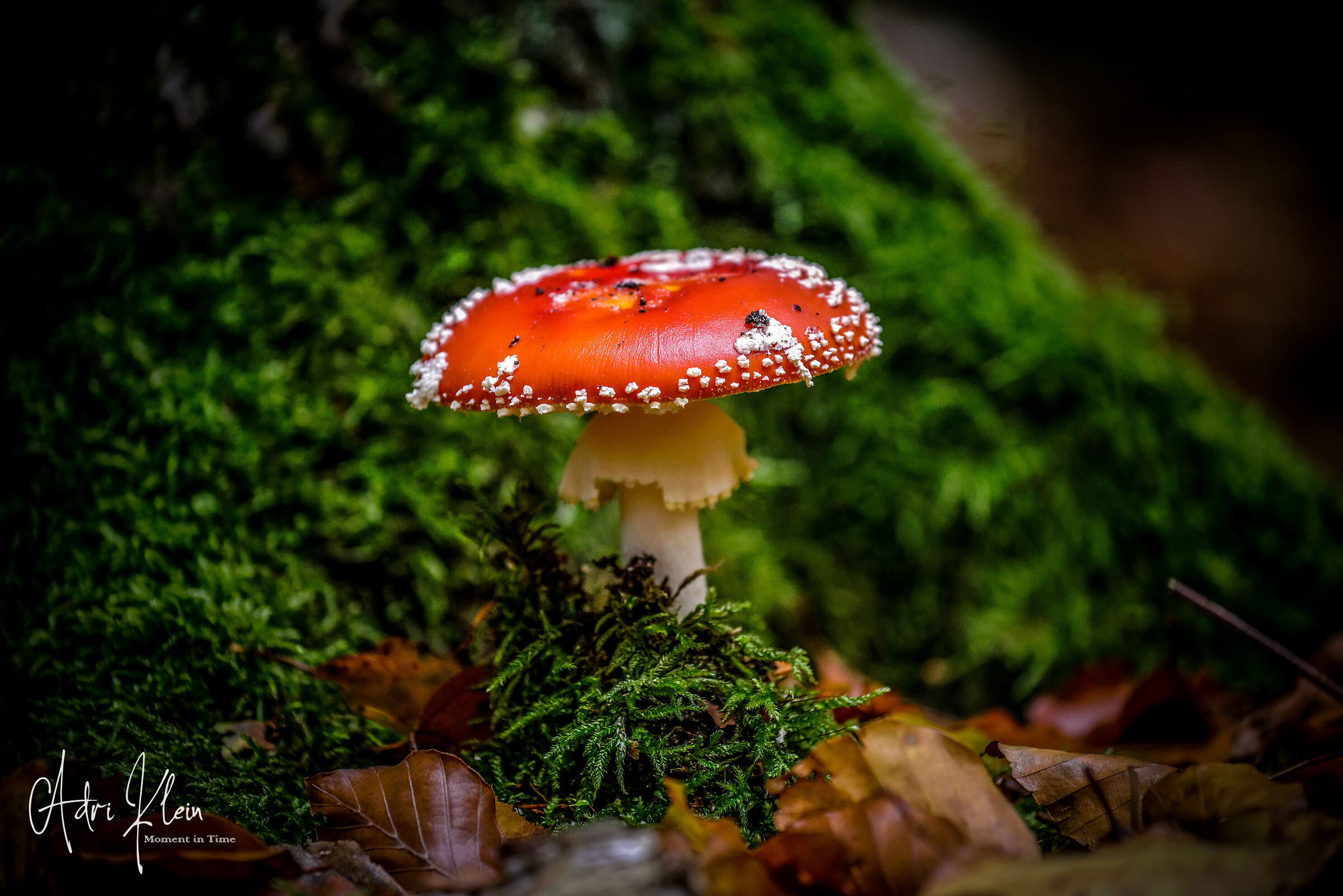 Untitled Photo