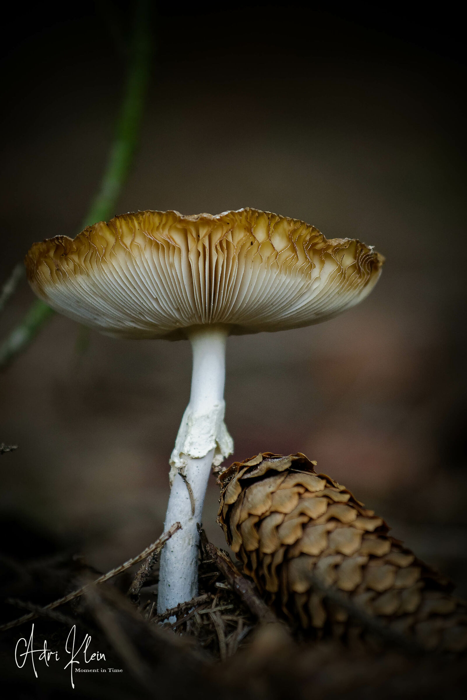 Untitled Photo