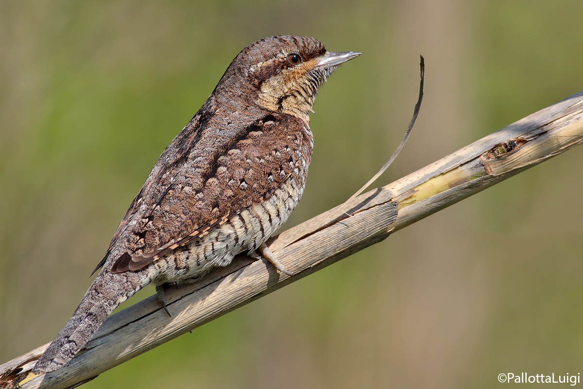 Torcicollo (Jynx torquilla)