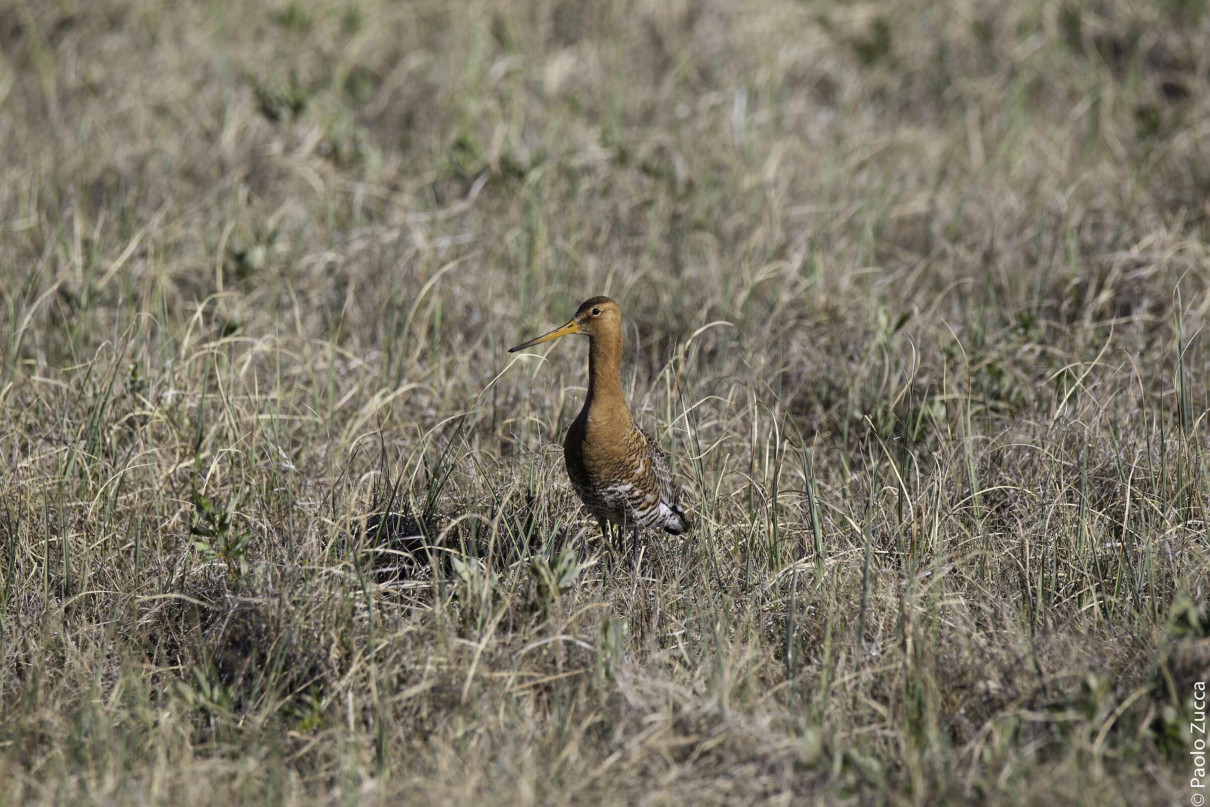 Royal Pictish... Iceland