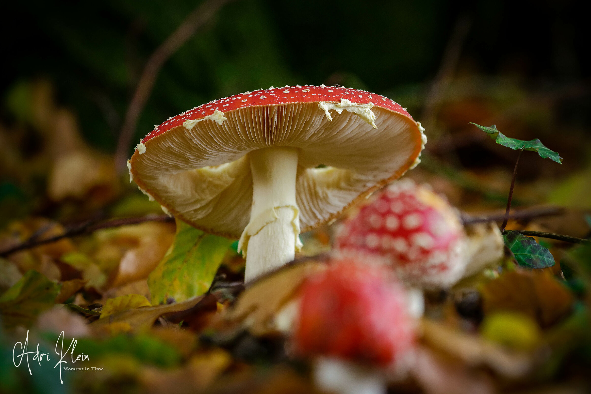 Untitled Photo