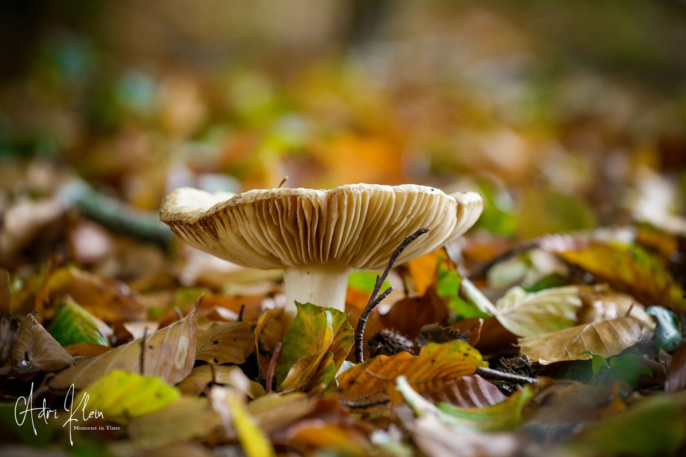 Untitled Photo