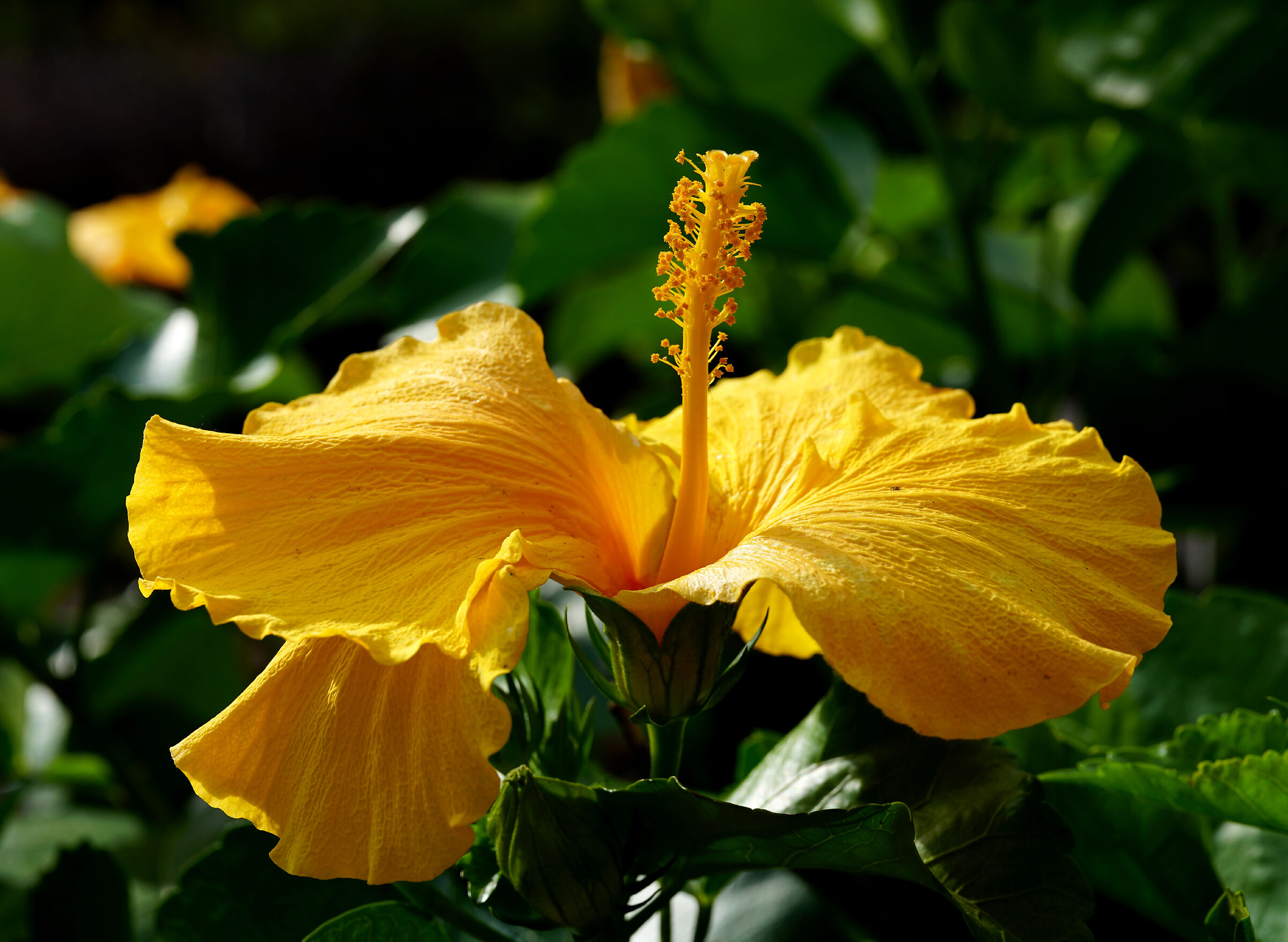 Yellow hibiscus