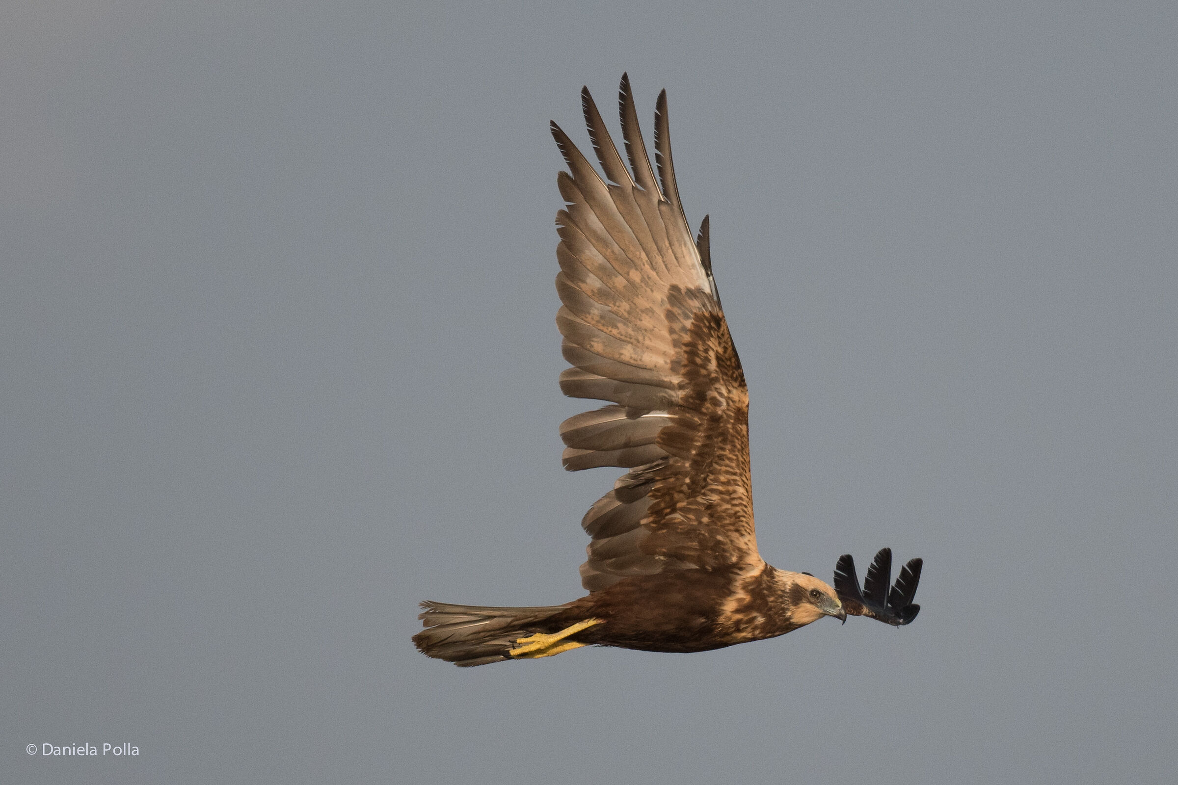 mi confermate se e' un Falco di palude? grazie!