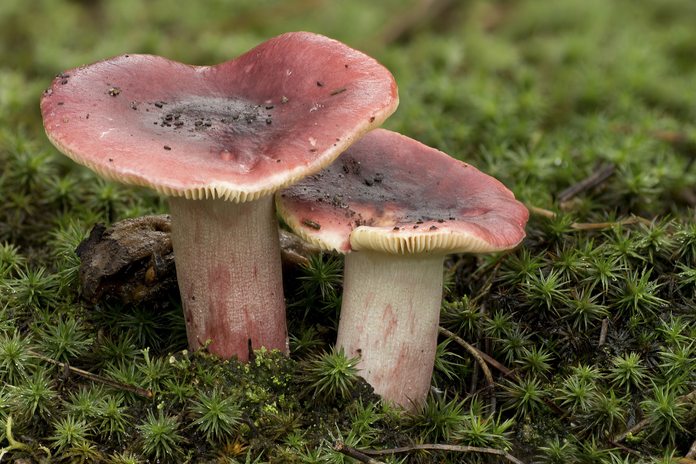 Bellezza dell'autunno