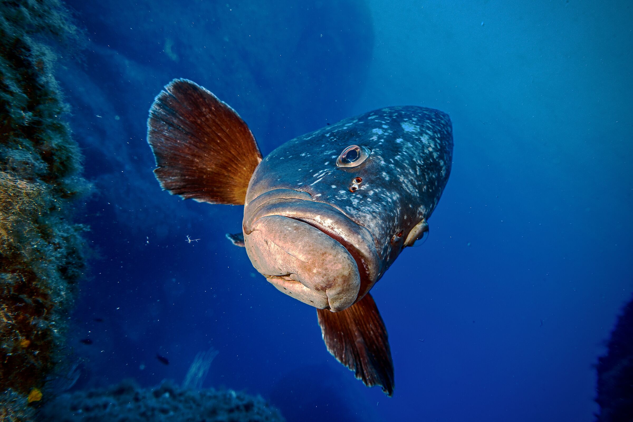 The Sofia Grouper