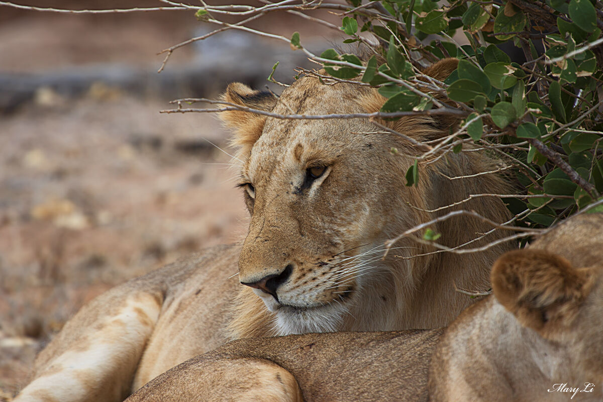 Lion's Look