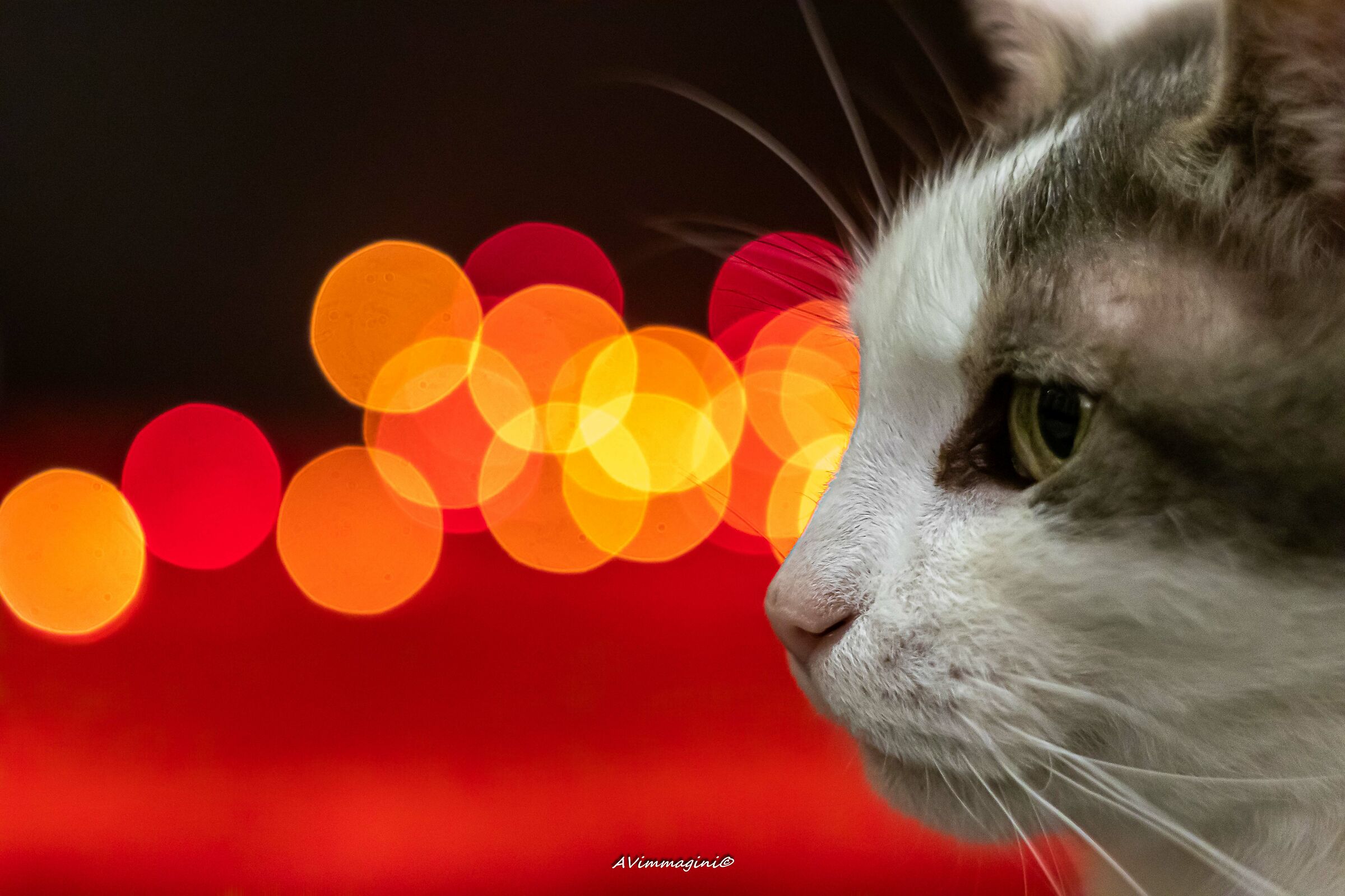 Cat's Thoughts
