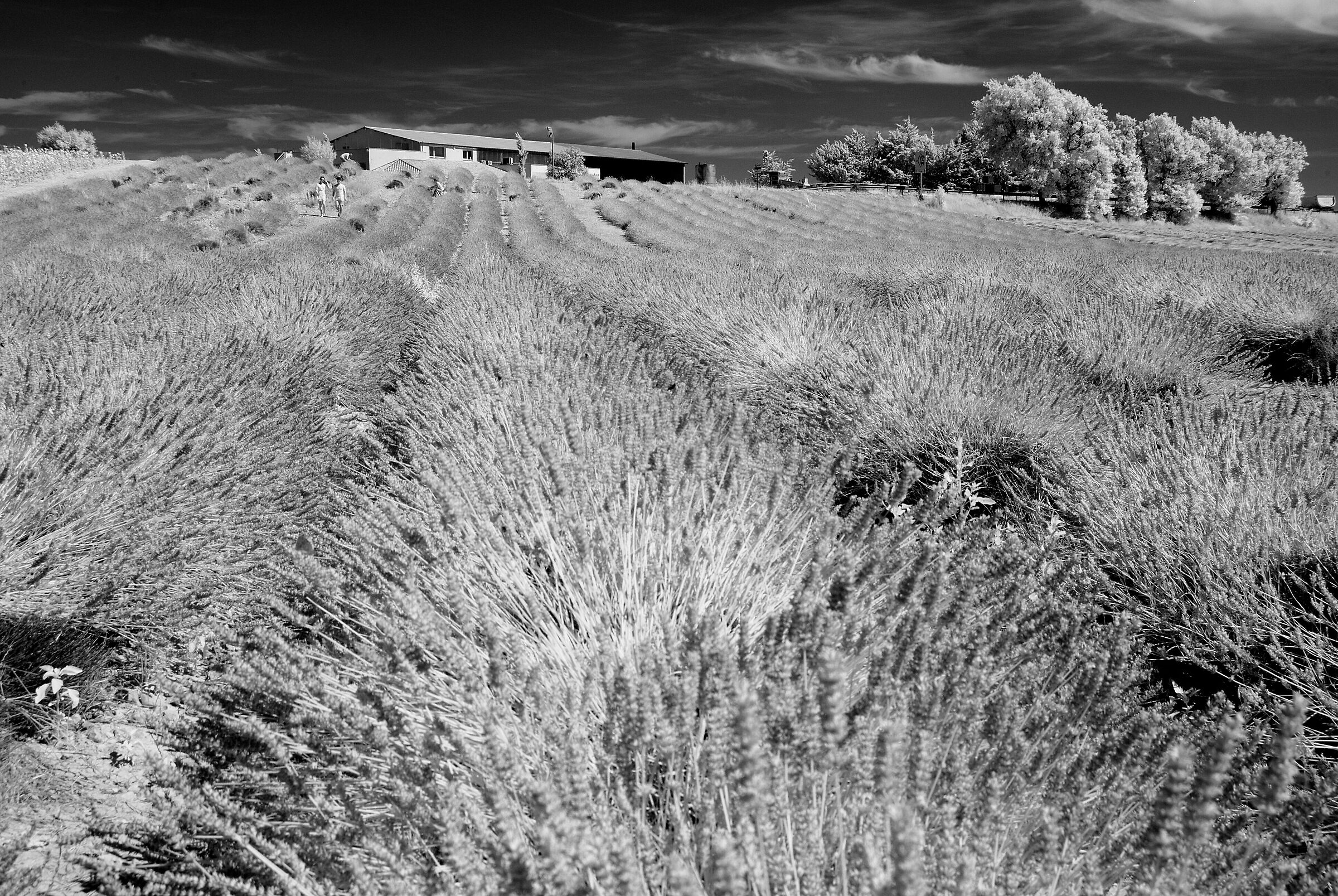 Lavanda, Valensole