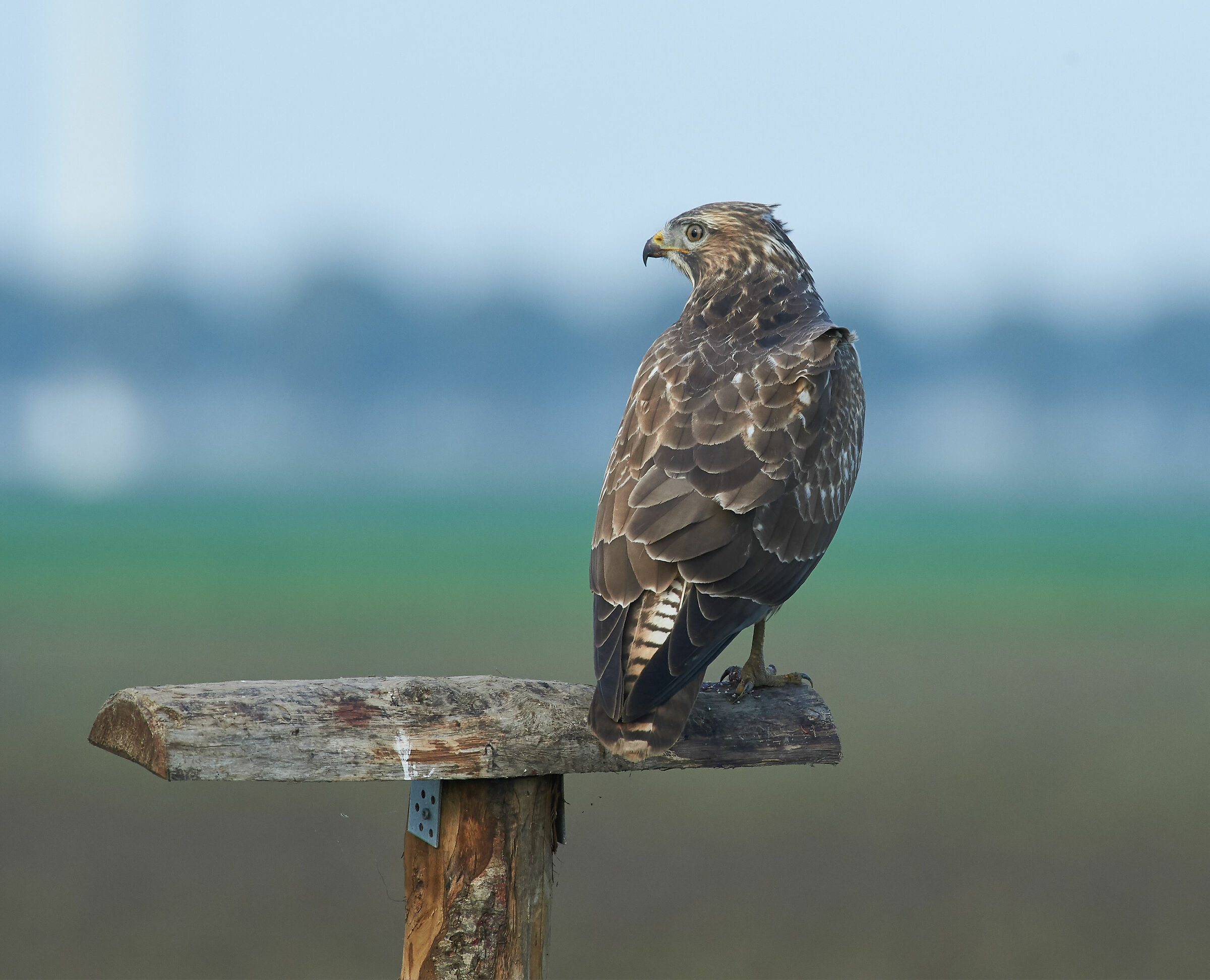 European common Buzzard