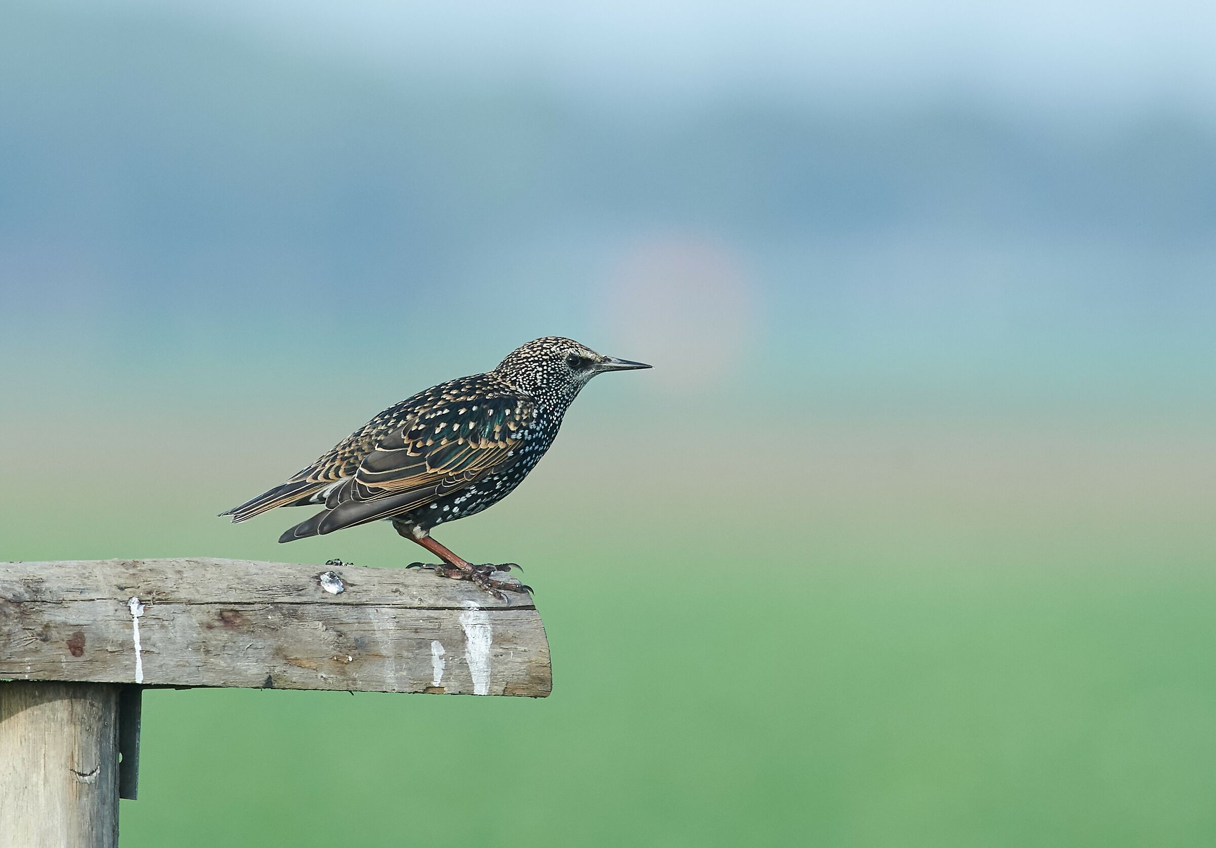 Starling