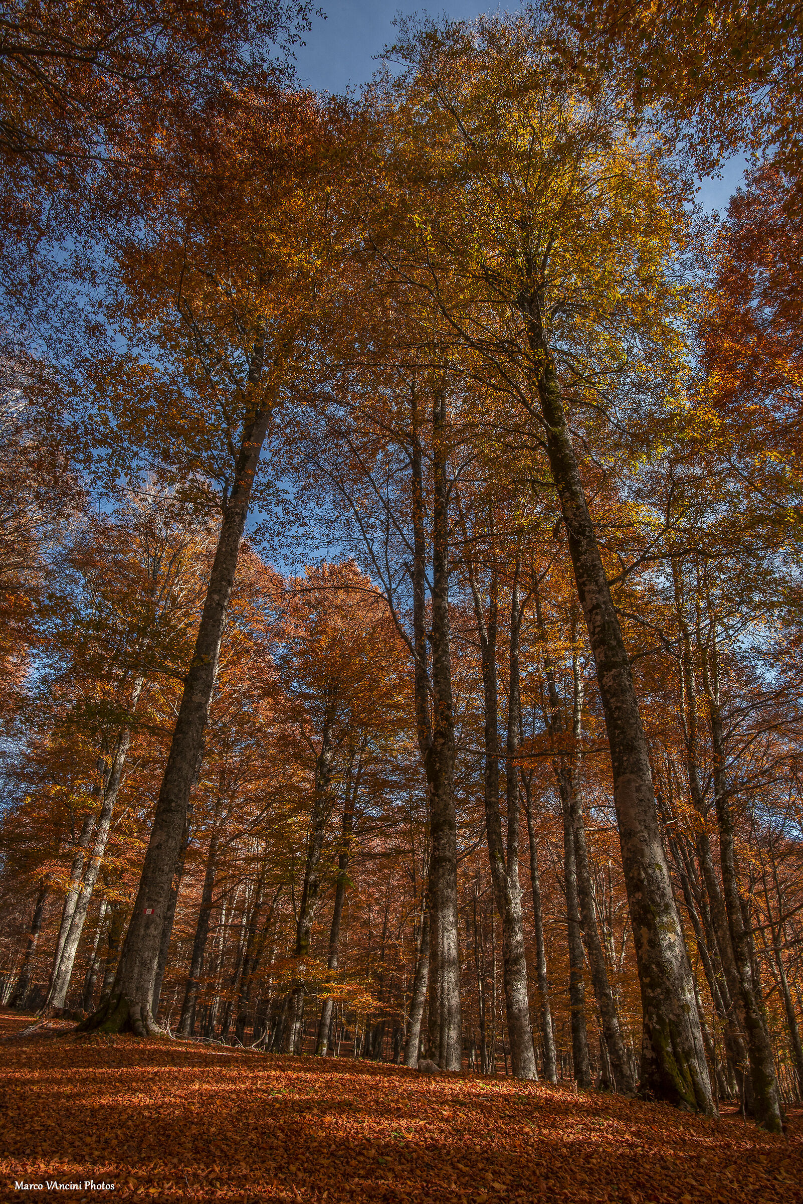 I colori dell'autunno