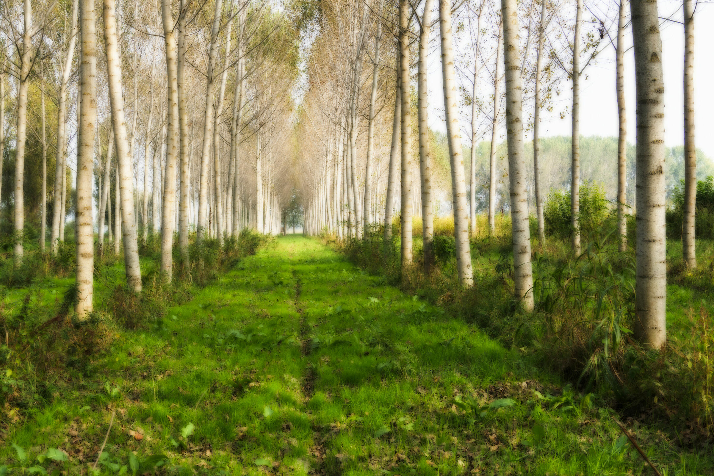 The Lower Padana and the Po