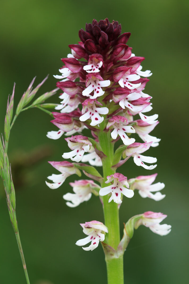 Orchis ustulata