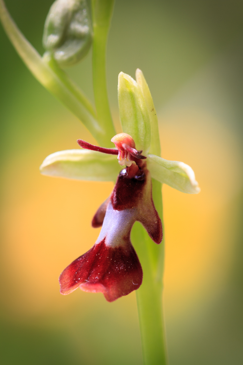 Ophrys  Insectifera