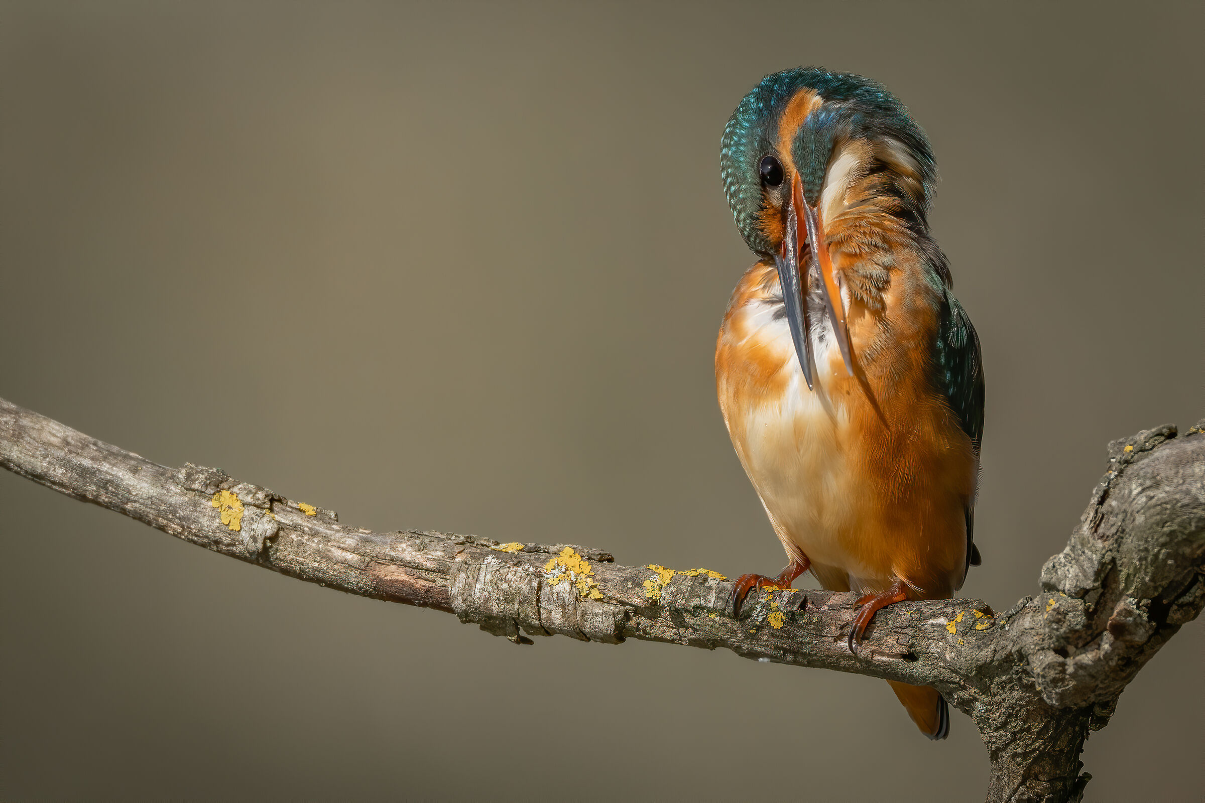 Le pulizie del Martino