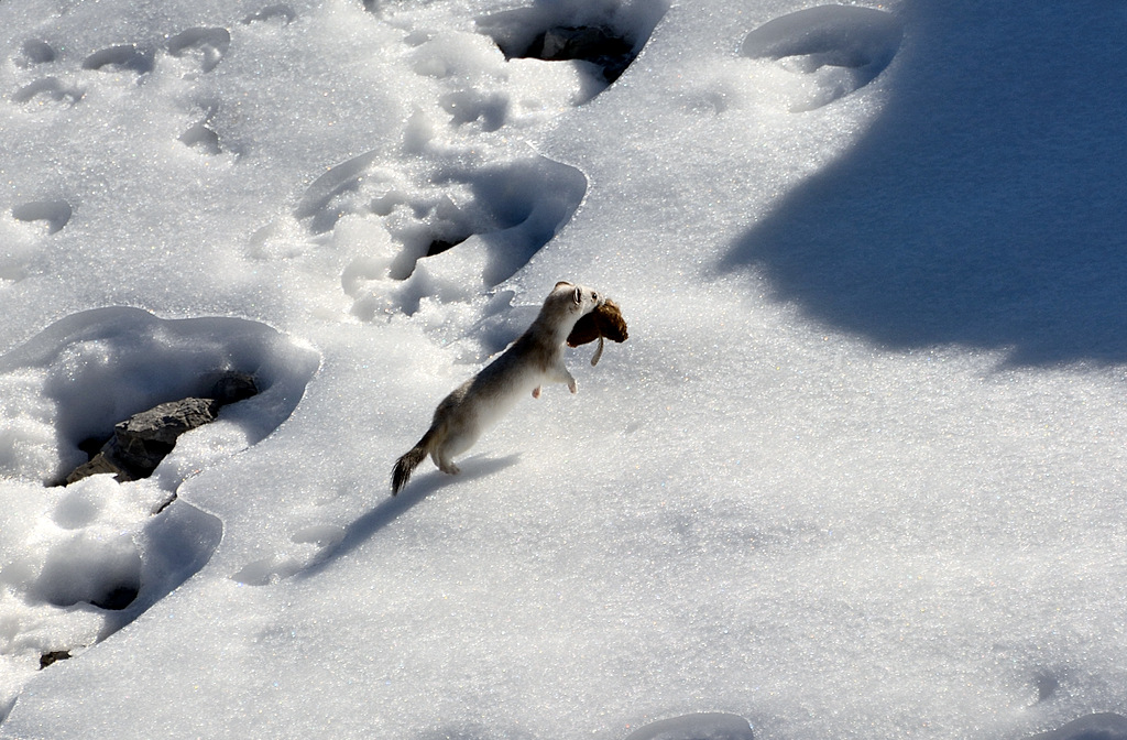 Predation at 3000 meters.