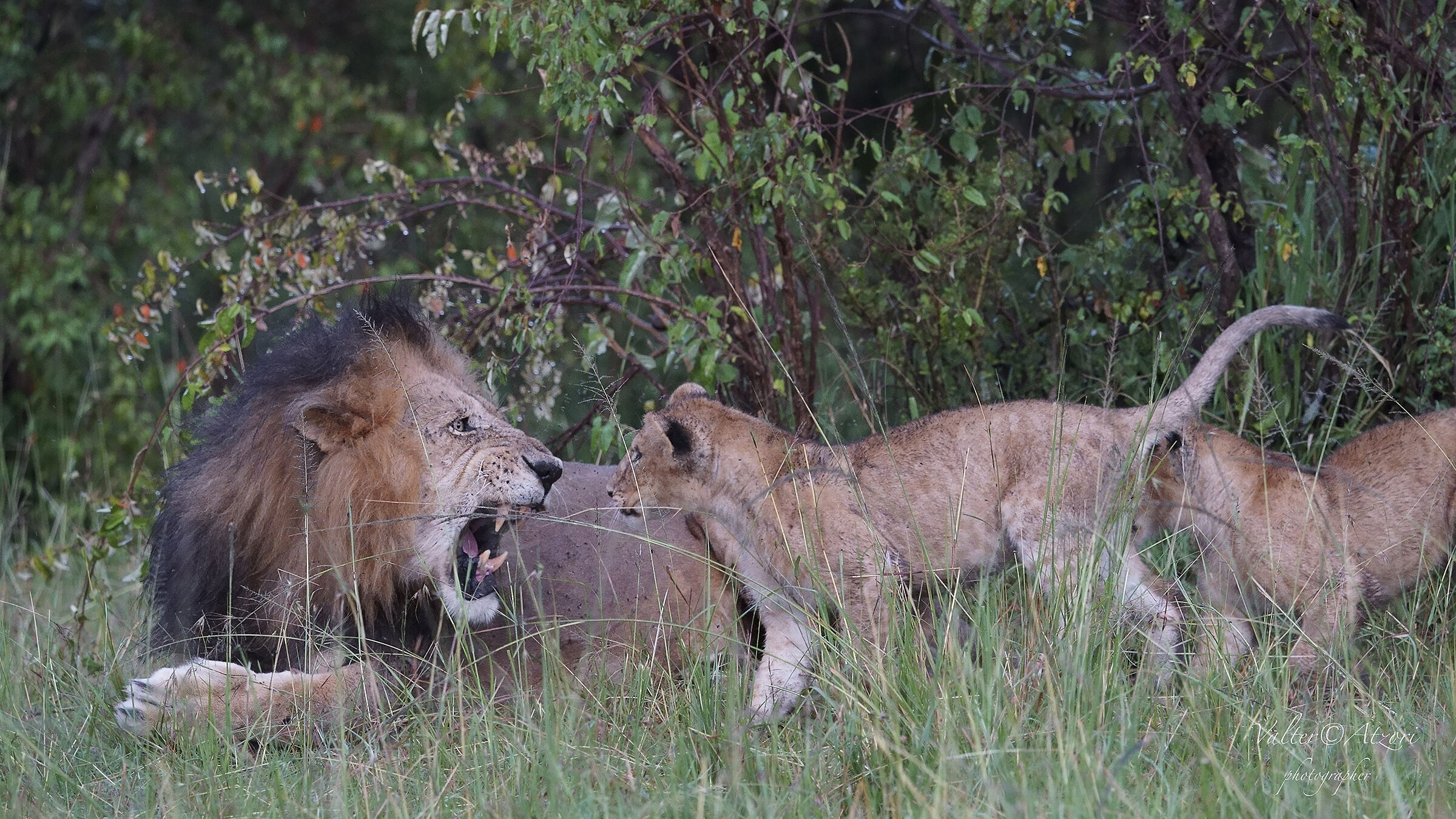 Non rompere, vai da tua madre!!