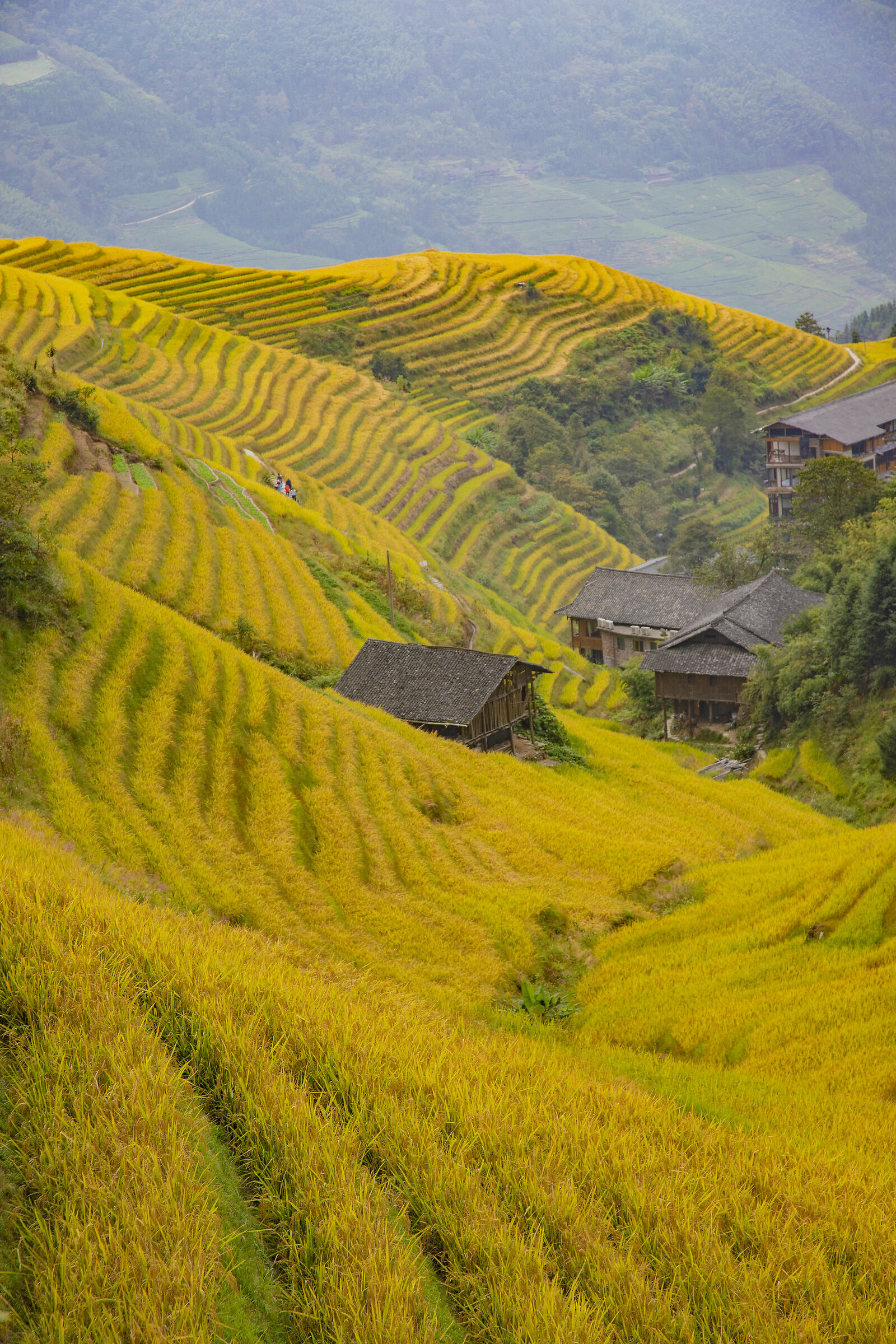 Terrace rice paddies - Guangxi