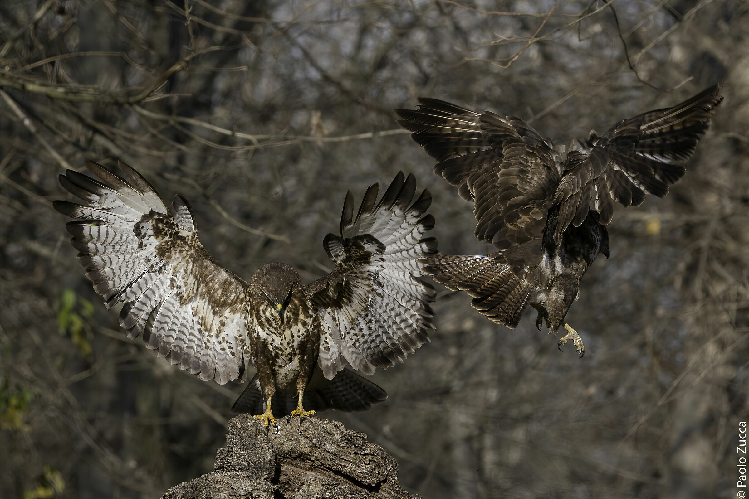 Poianecoming coming and buzzforks going