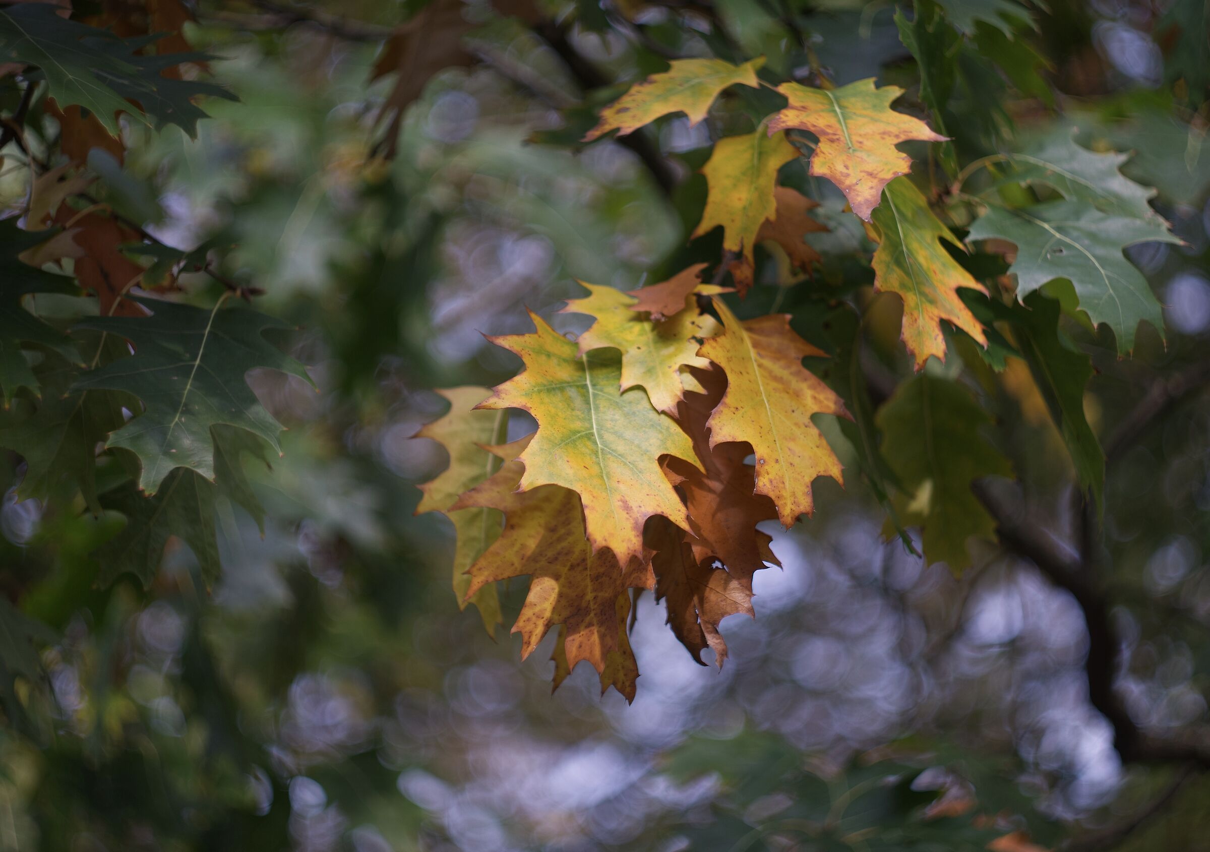 La magia dell'autunno