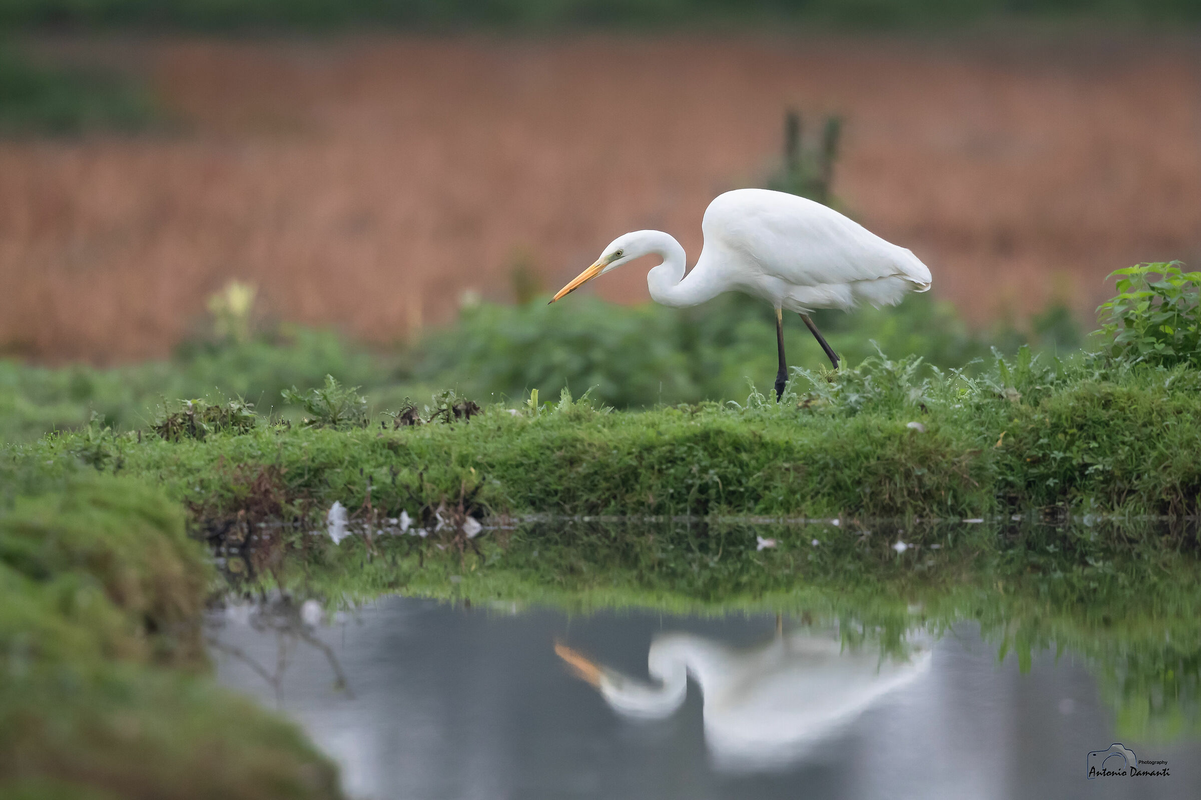 The heron's reflection