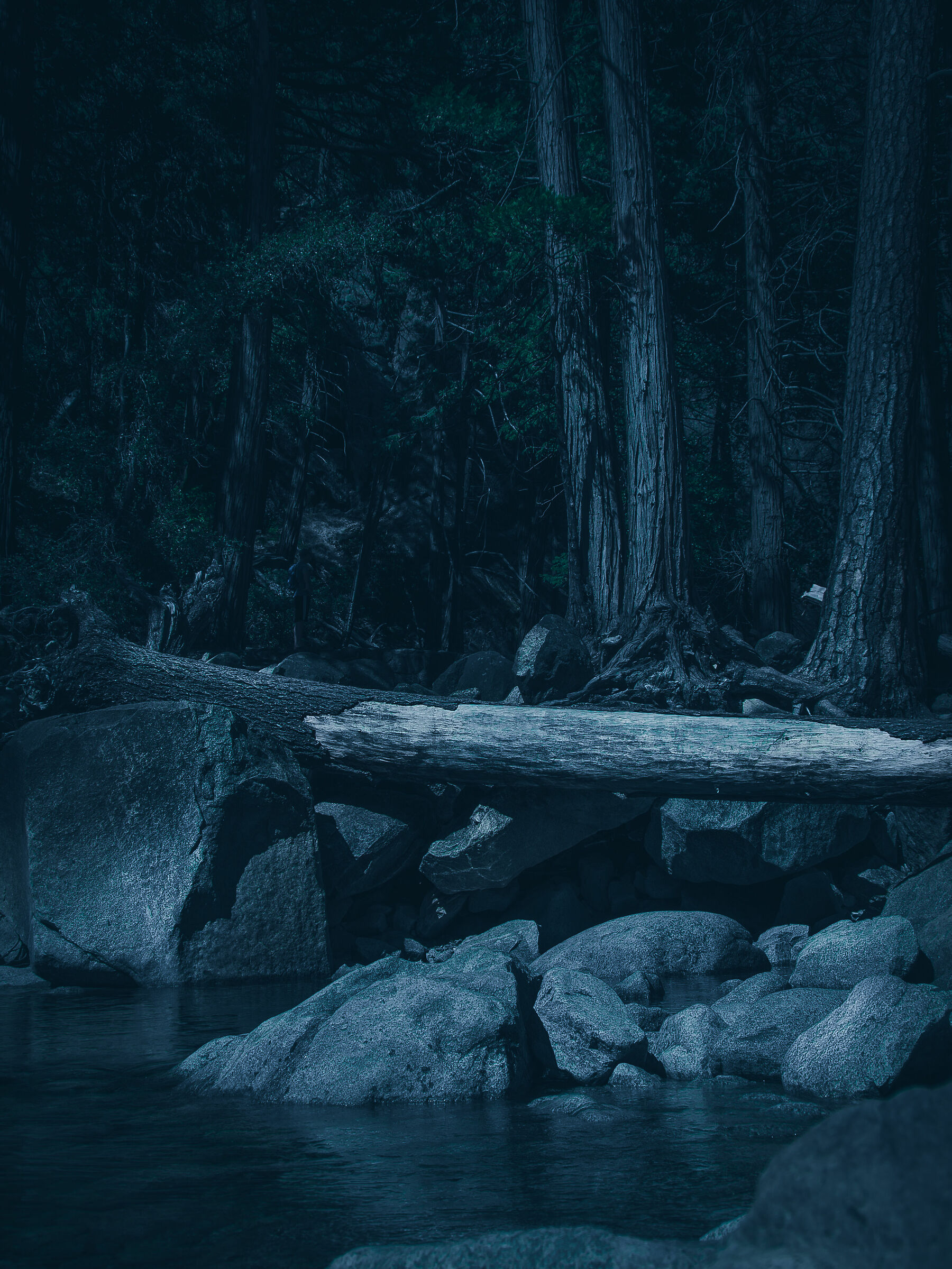 ghost forest