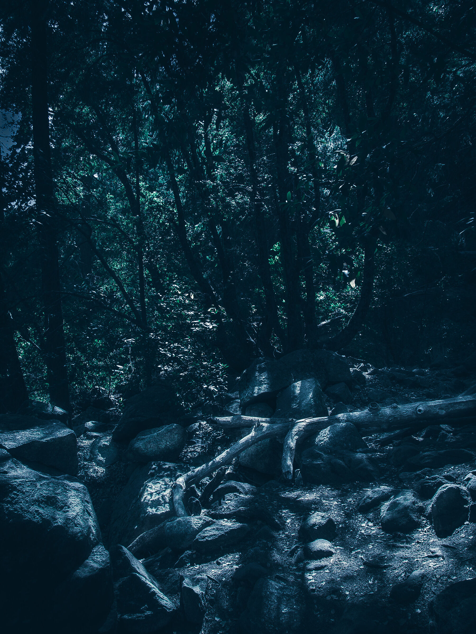 ghost forest