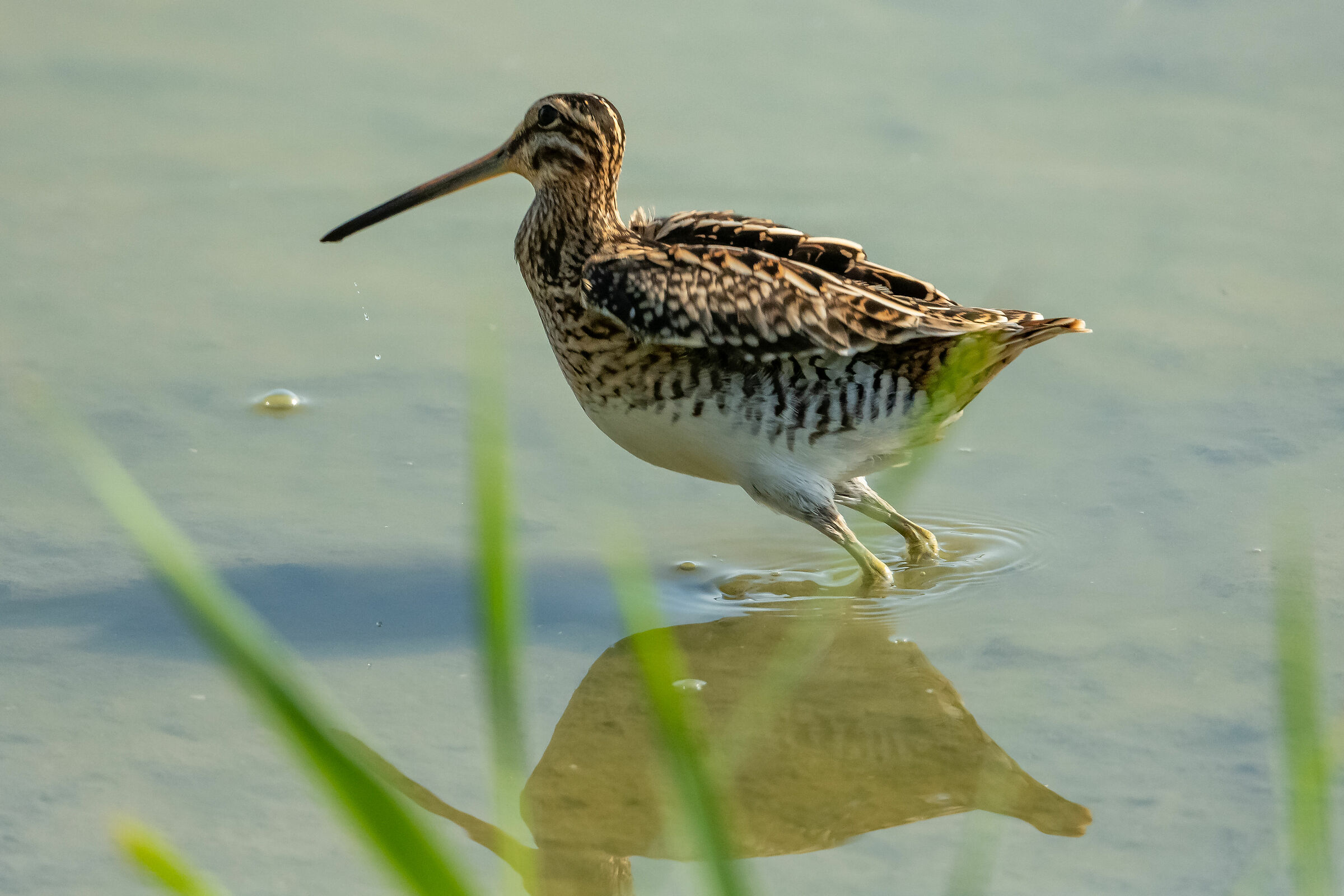 Snipe